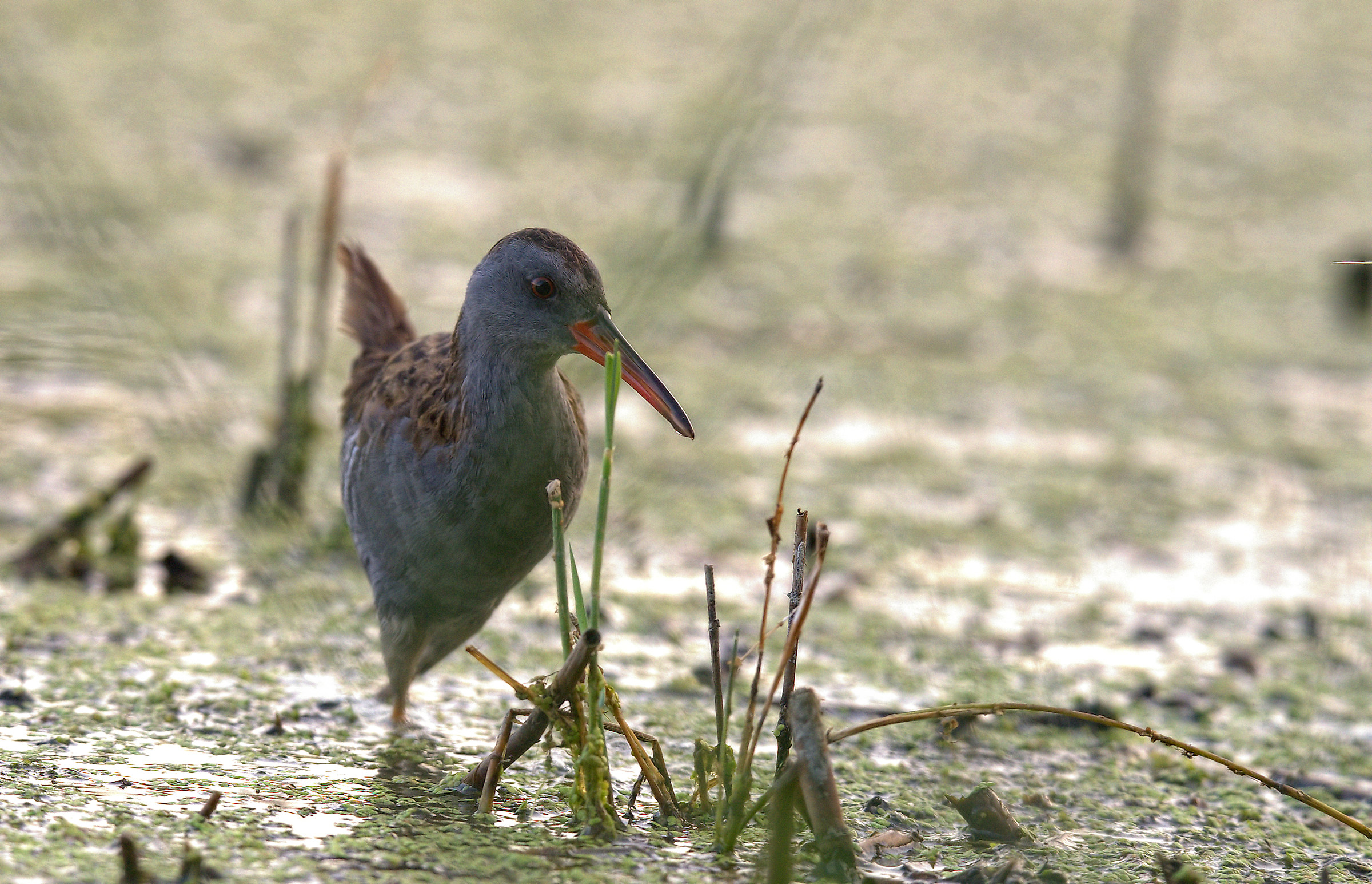 Water Rail