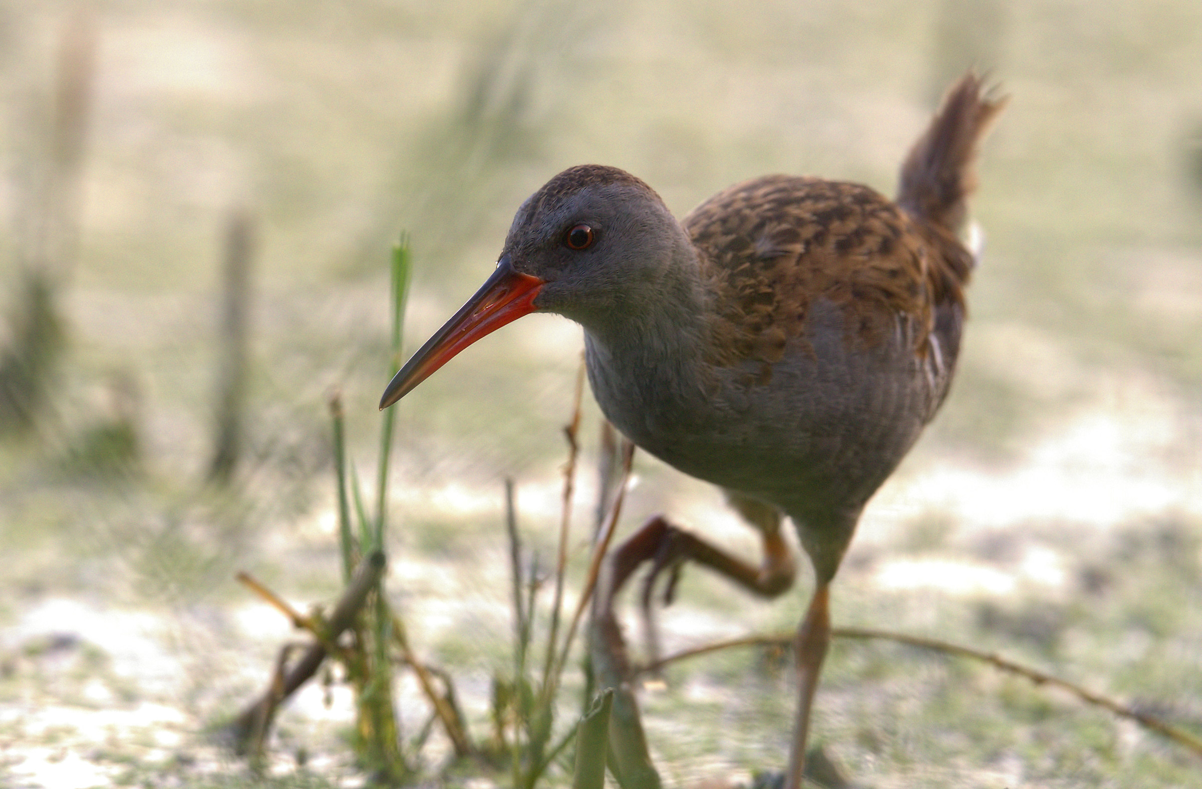 Water Rail