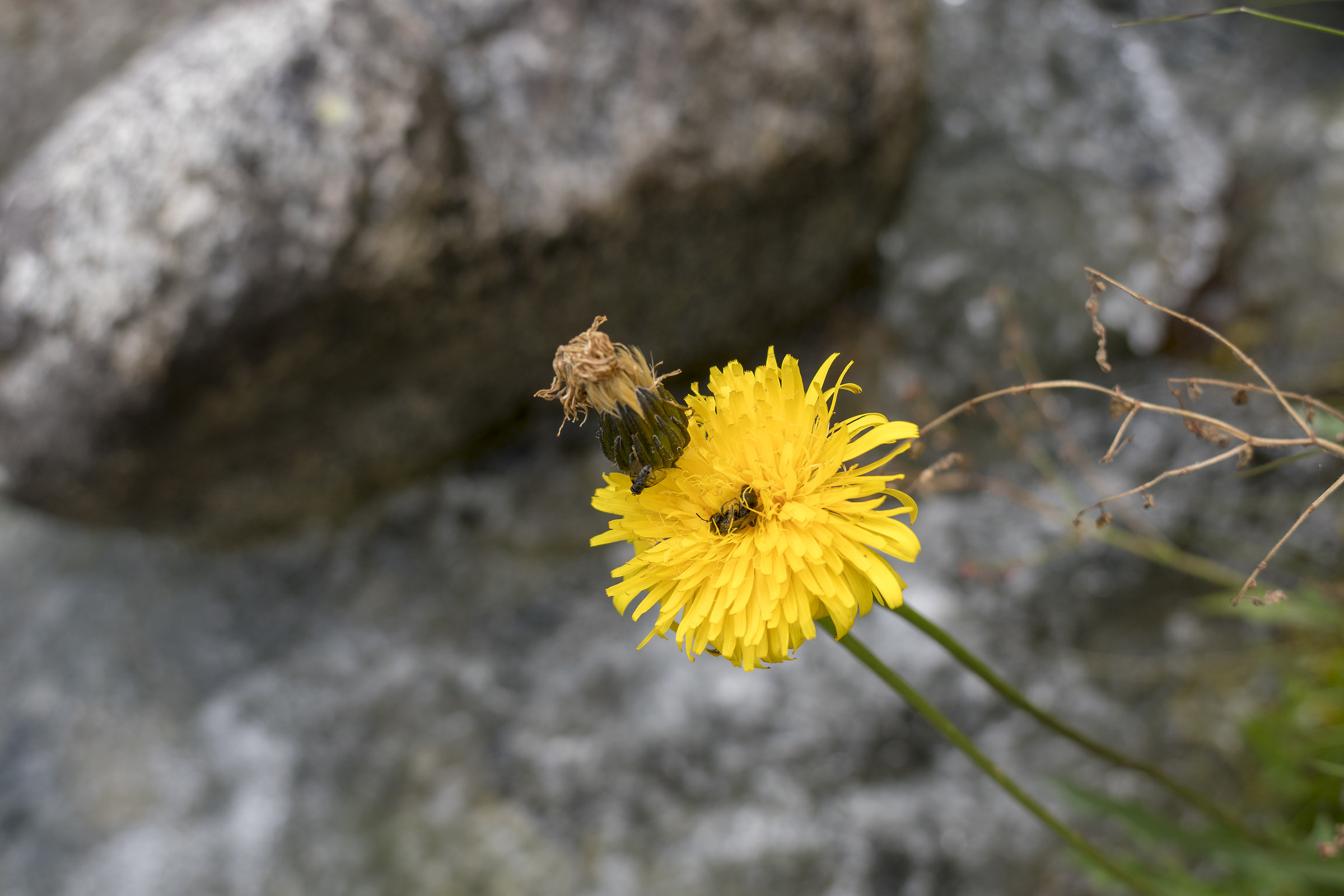 A sleeping apine on a flower 24mm