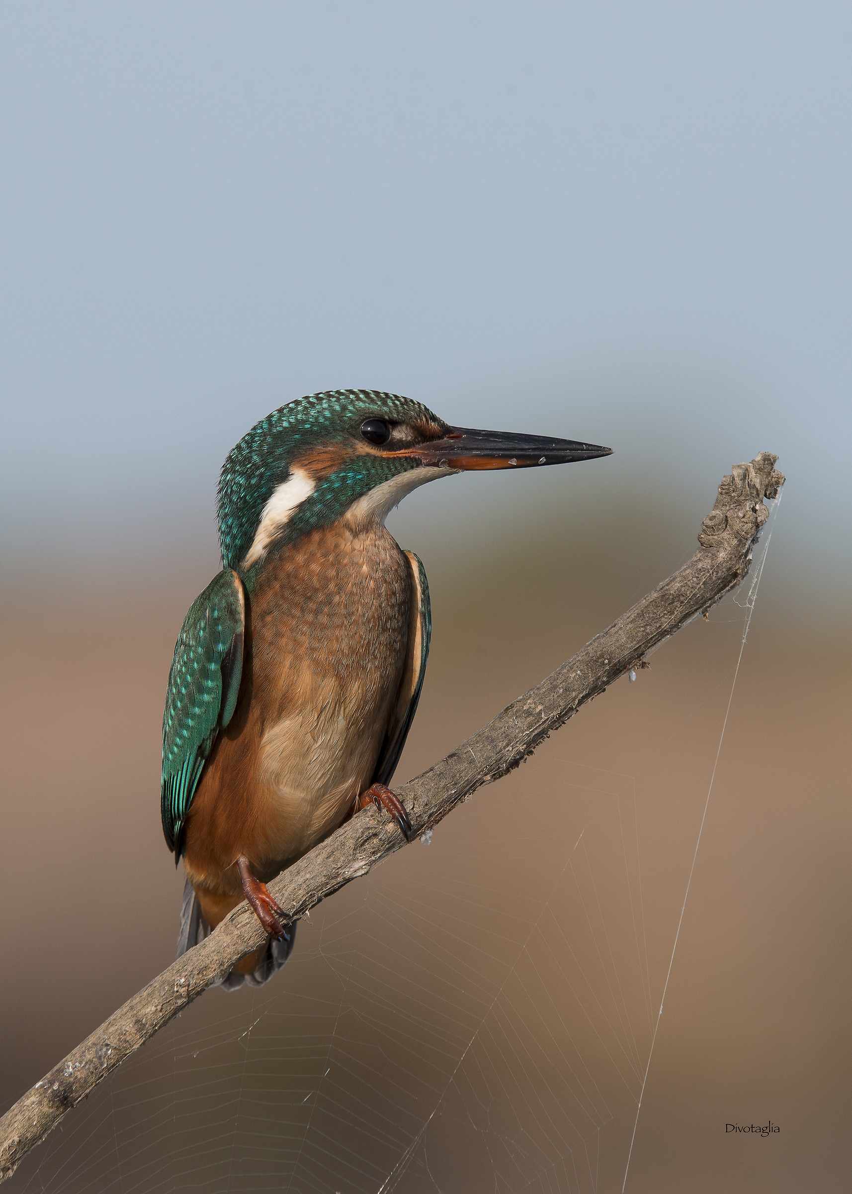 Martina e la tela del ragno