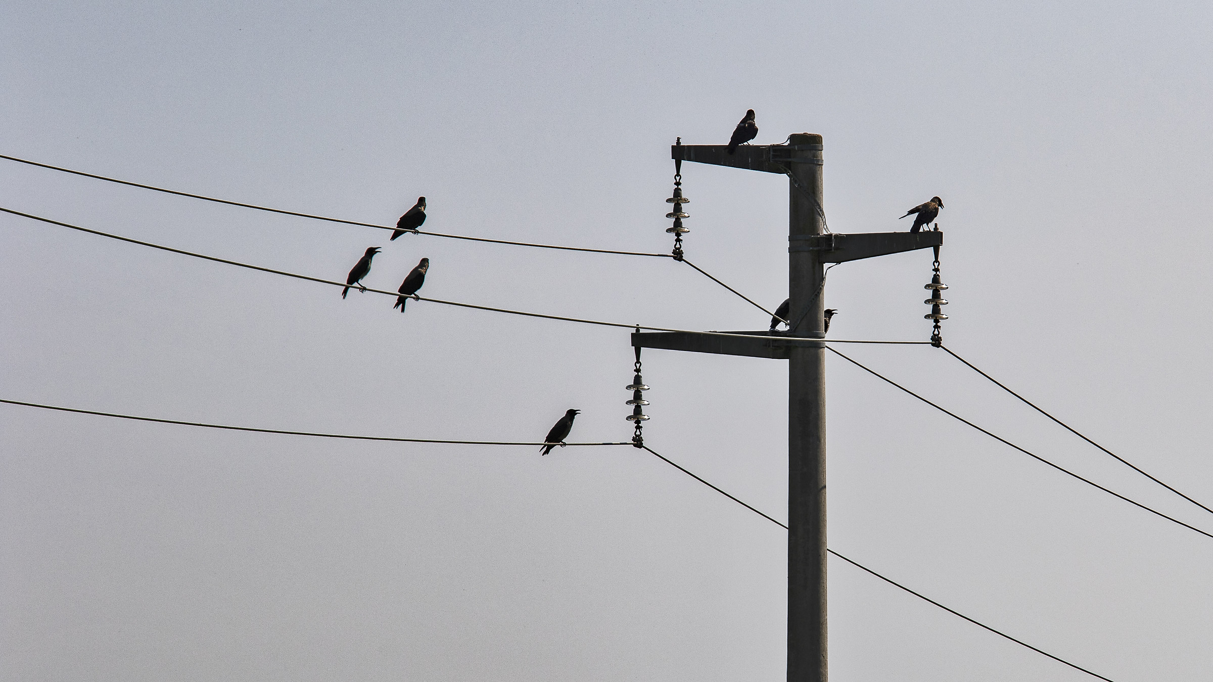 In attesa della cena