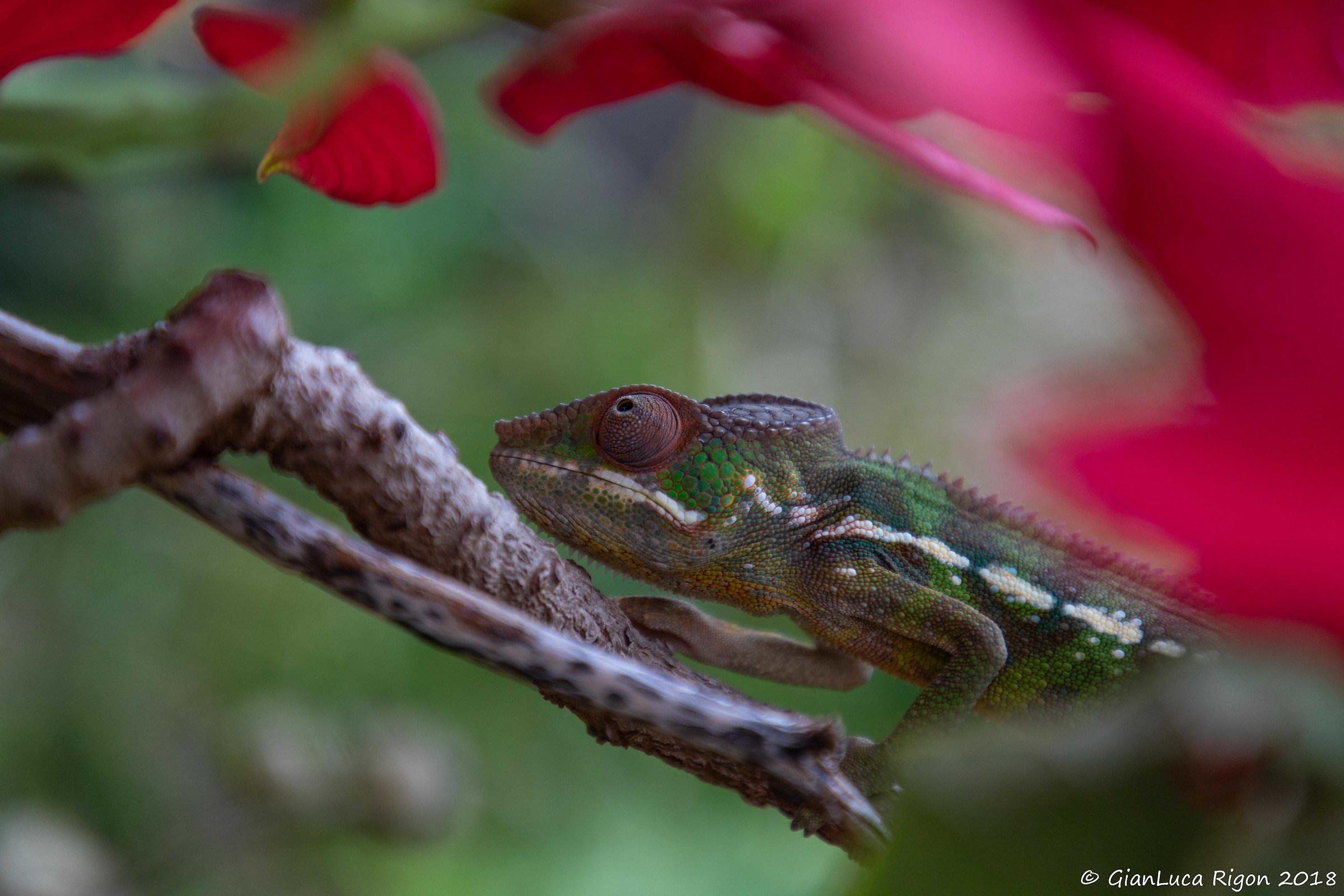 Amber Mountain Chameleon