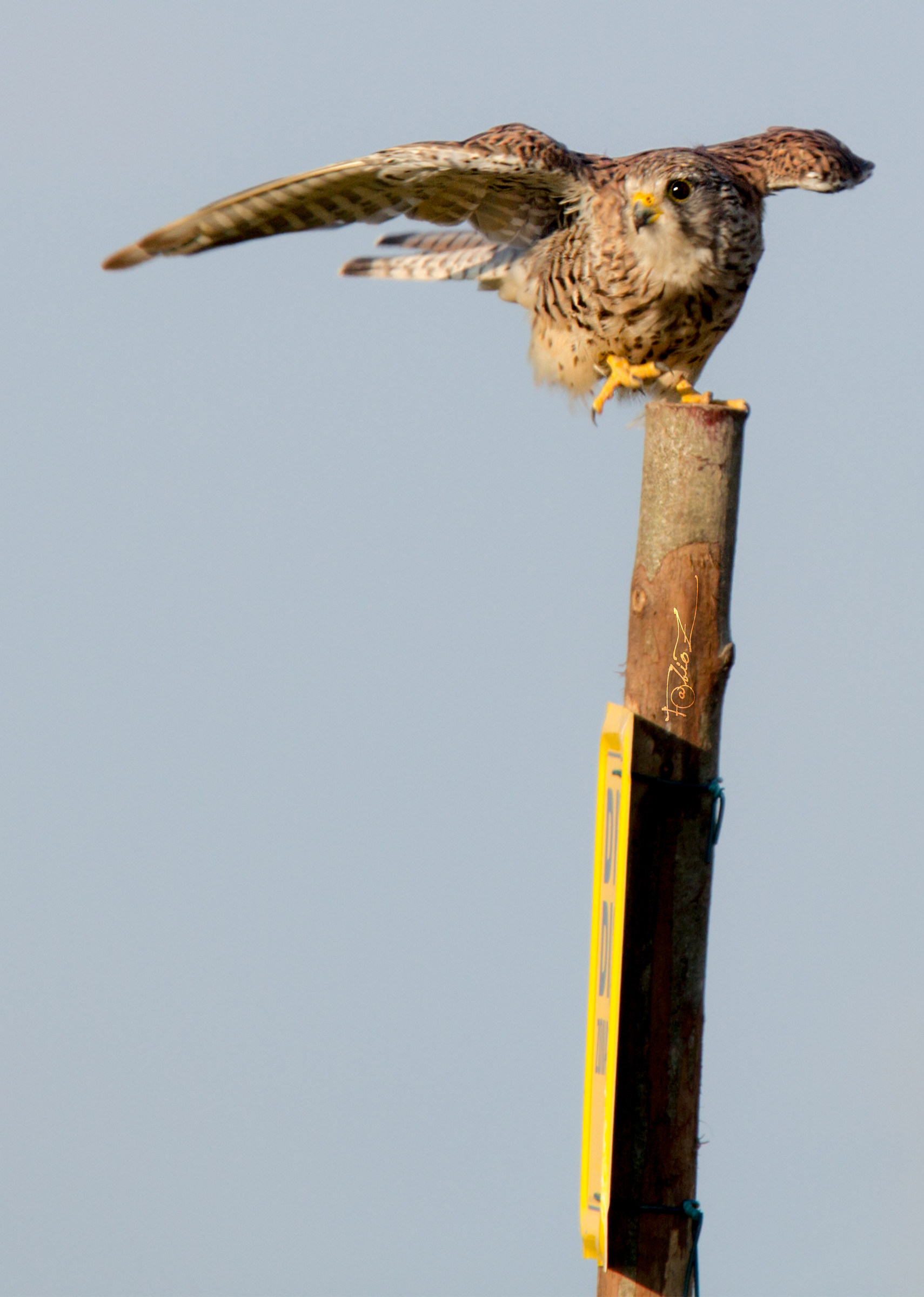 The balance according to the Kestrel