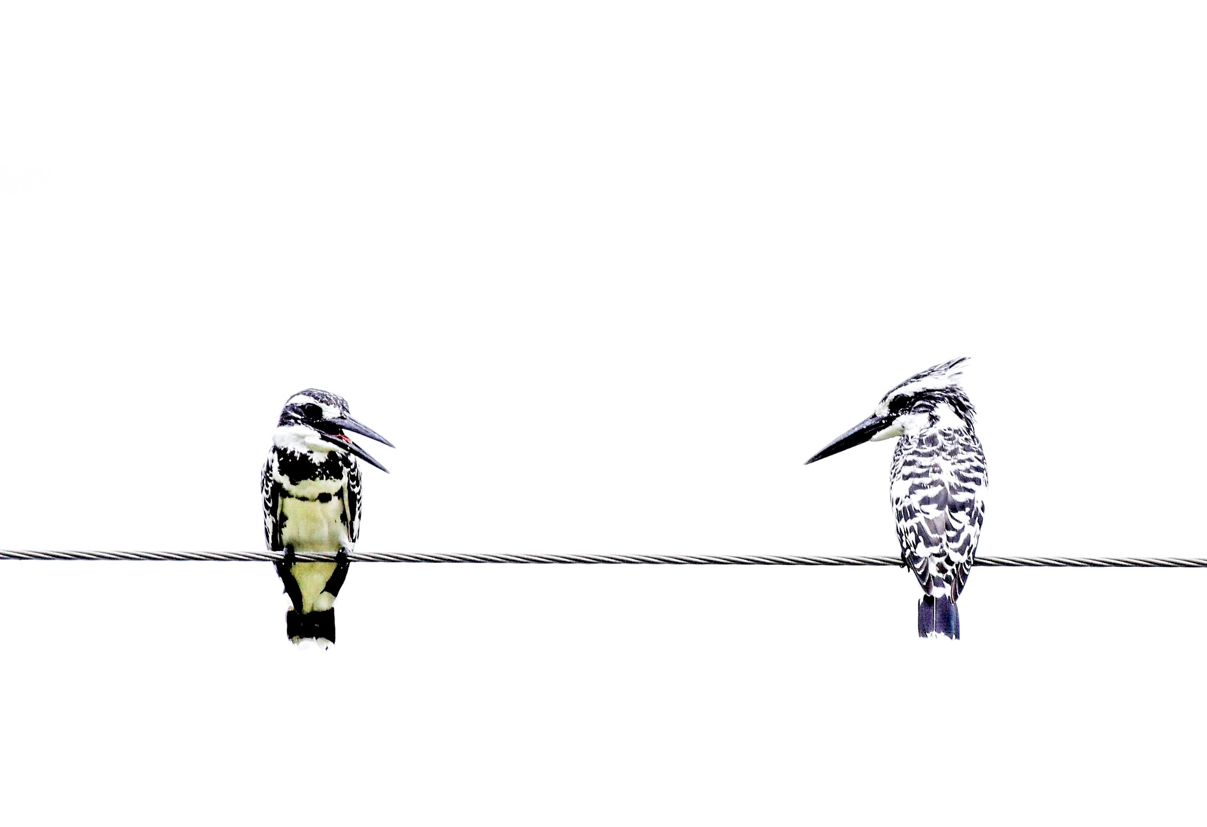 Martin pescatore pied