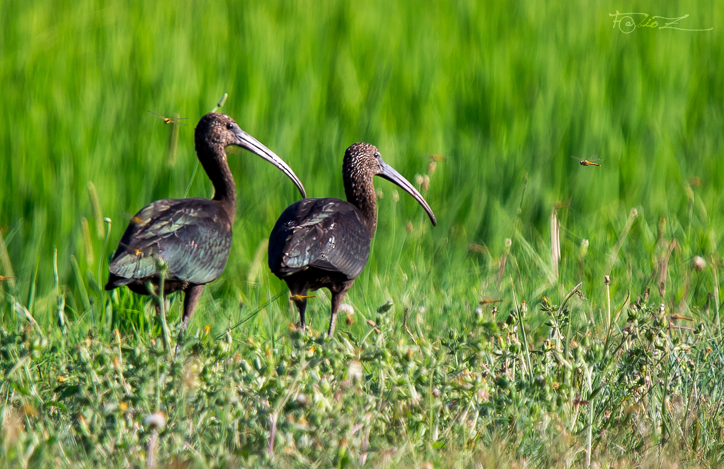 I...... bis of Hooks