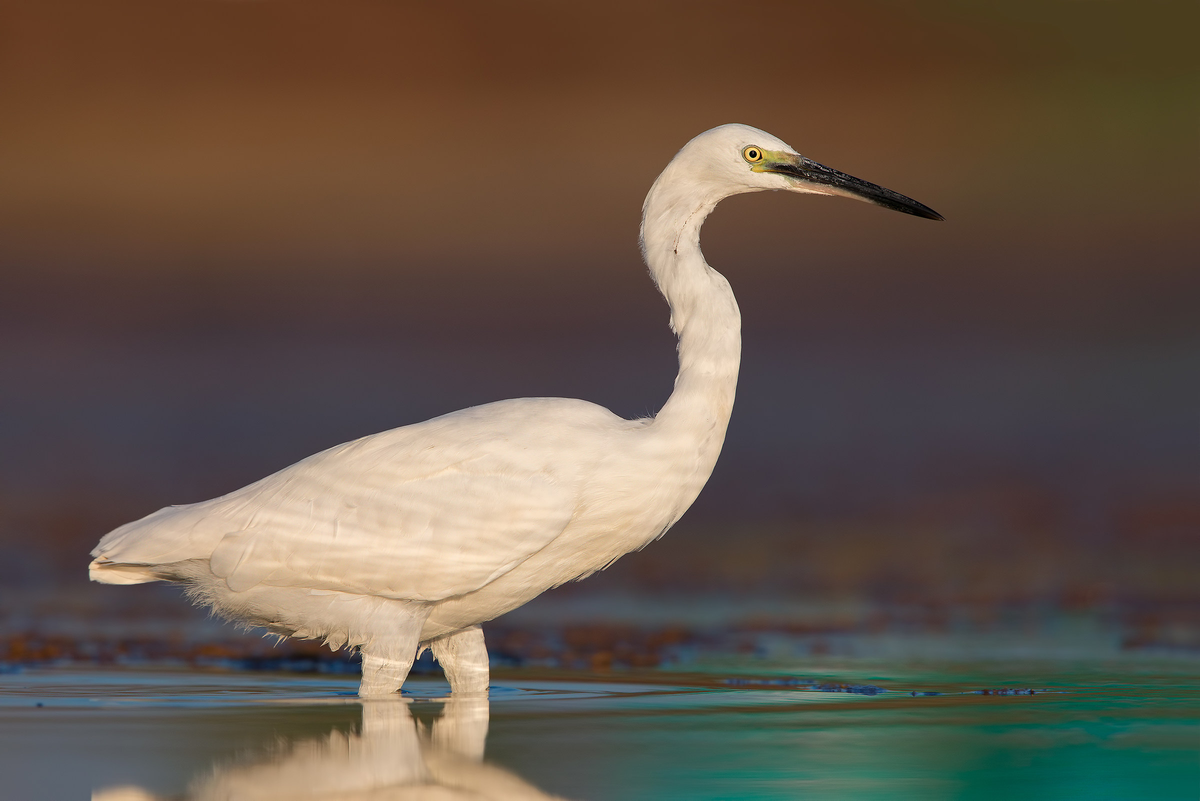 Egret