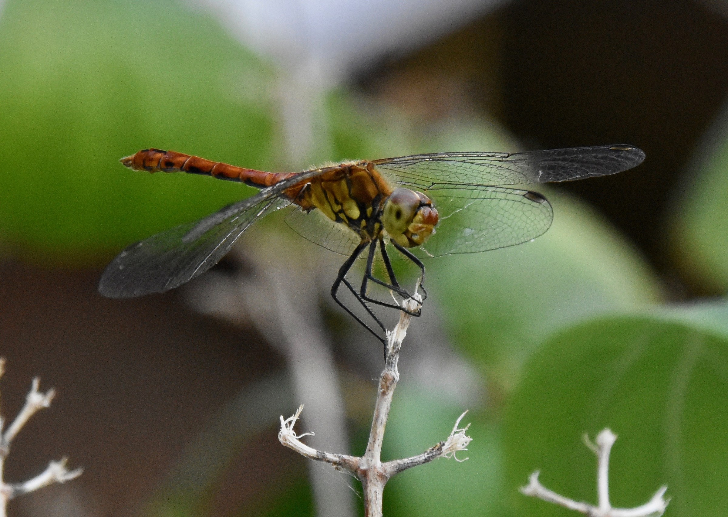 Libellula