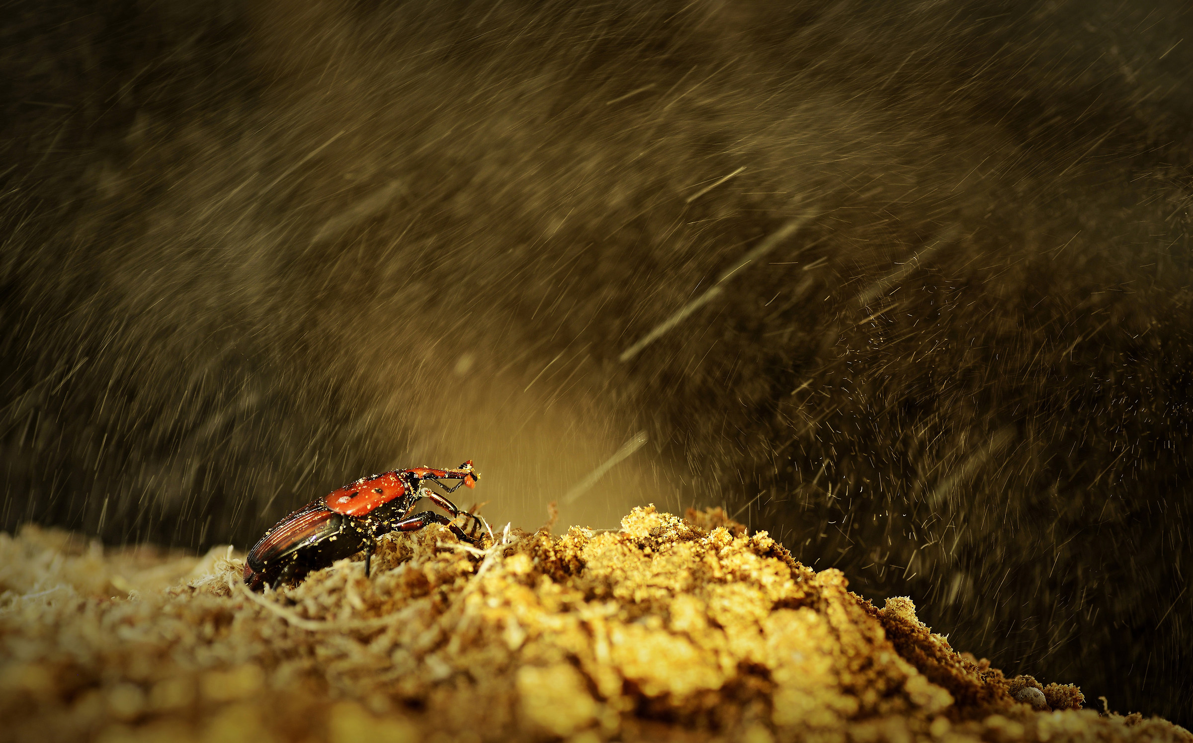 Punteruolo in Action