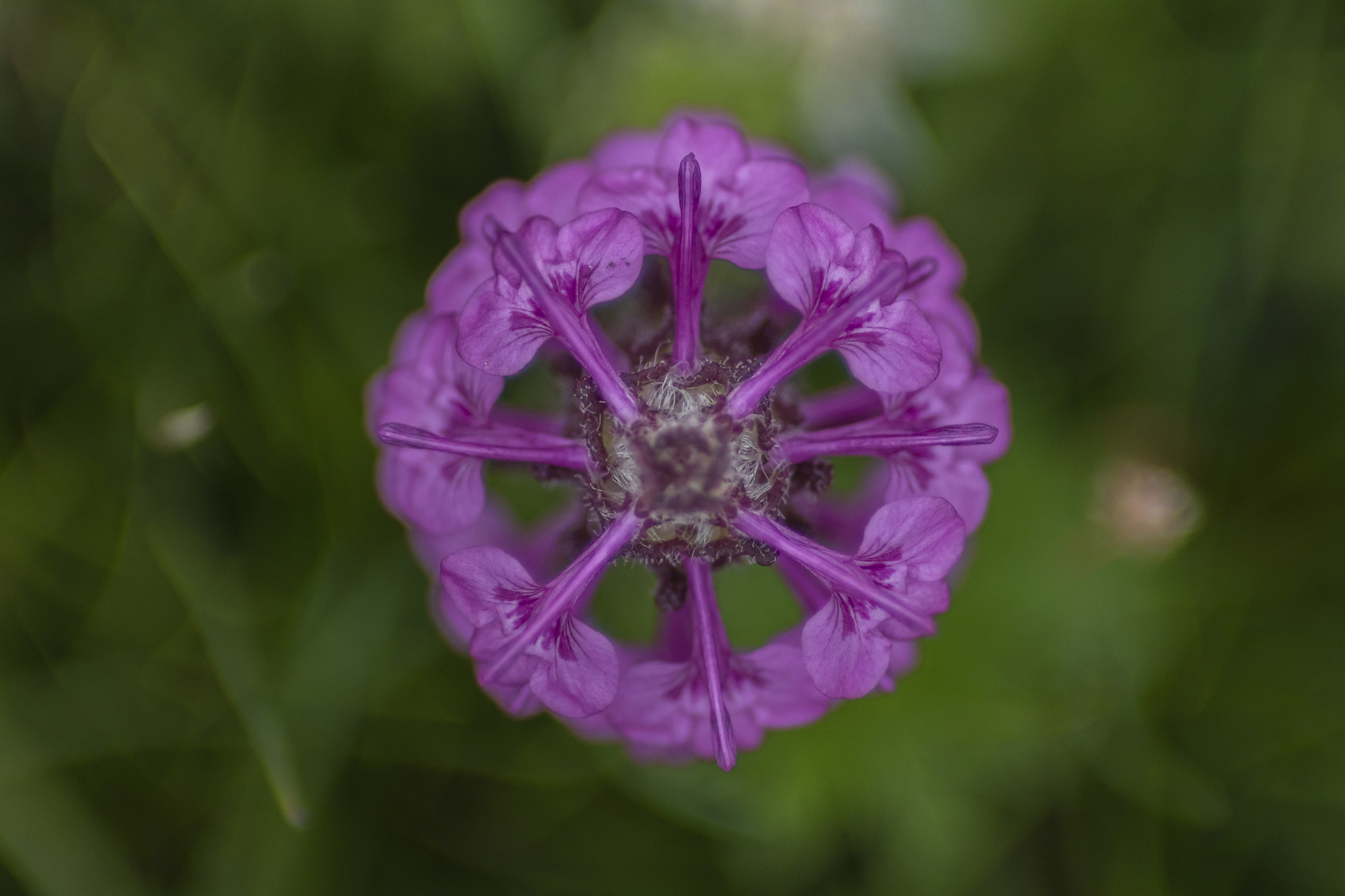 Kham.fiori a 4100metri