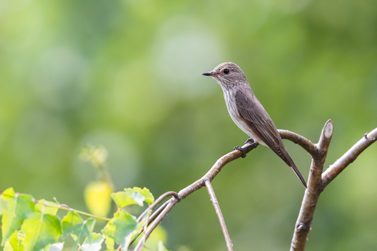 Flycatcher (Muscicapa striata)...