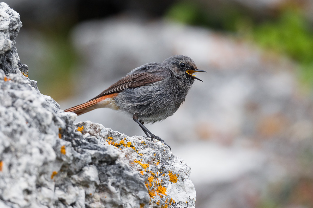 Female chimney sweep...