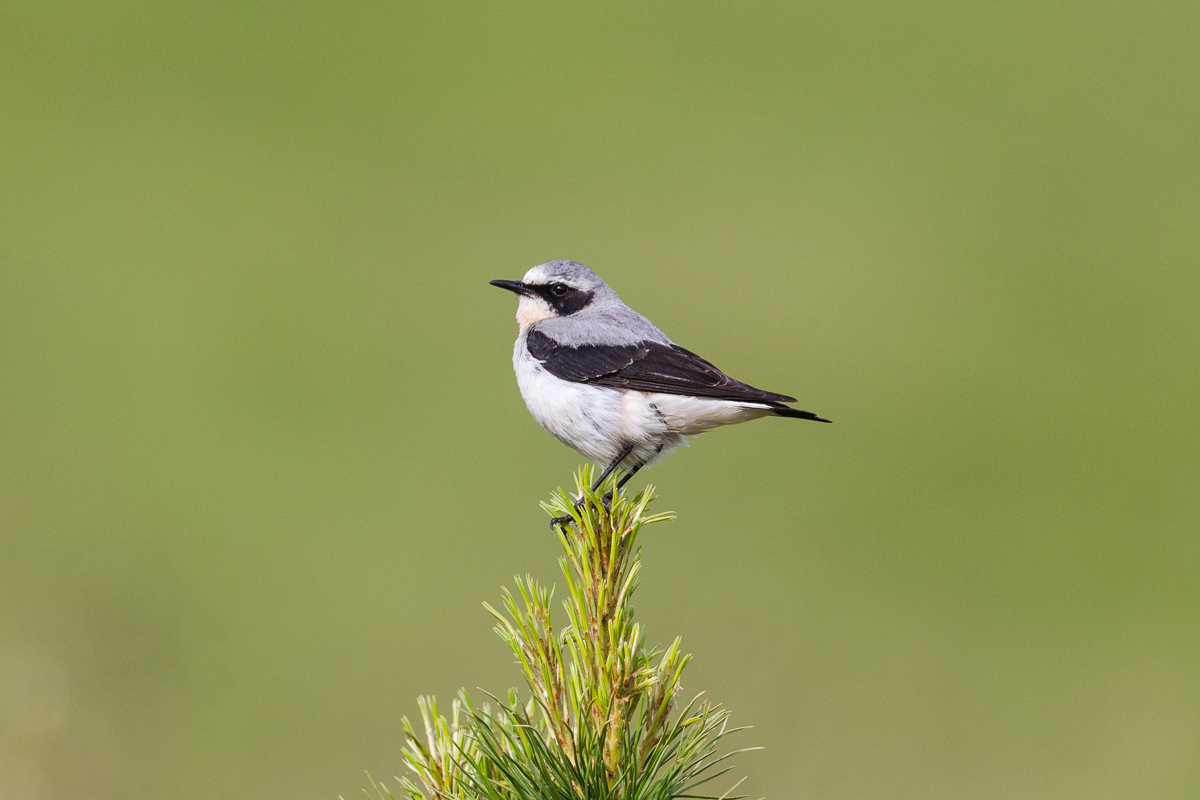 Culbianco (Oenanthe oenanthe) male...