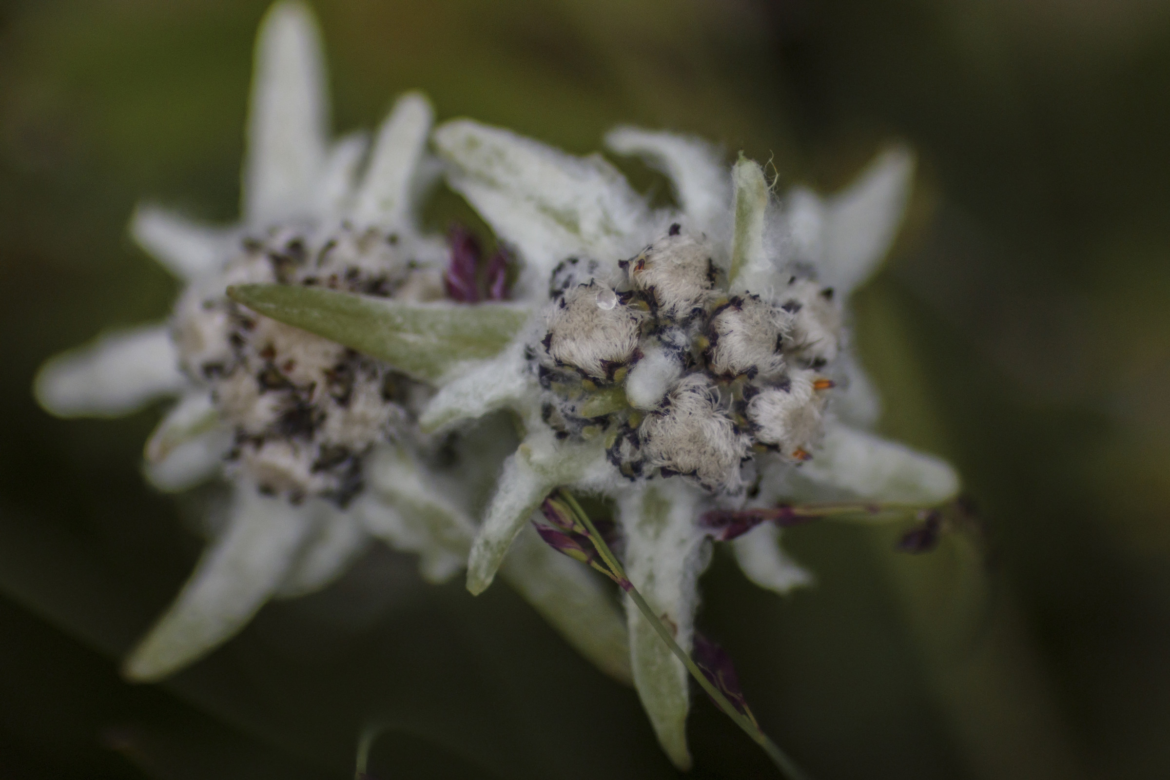 Kham:Stella Alpina Dell'Himalaya