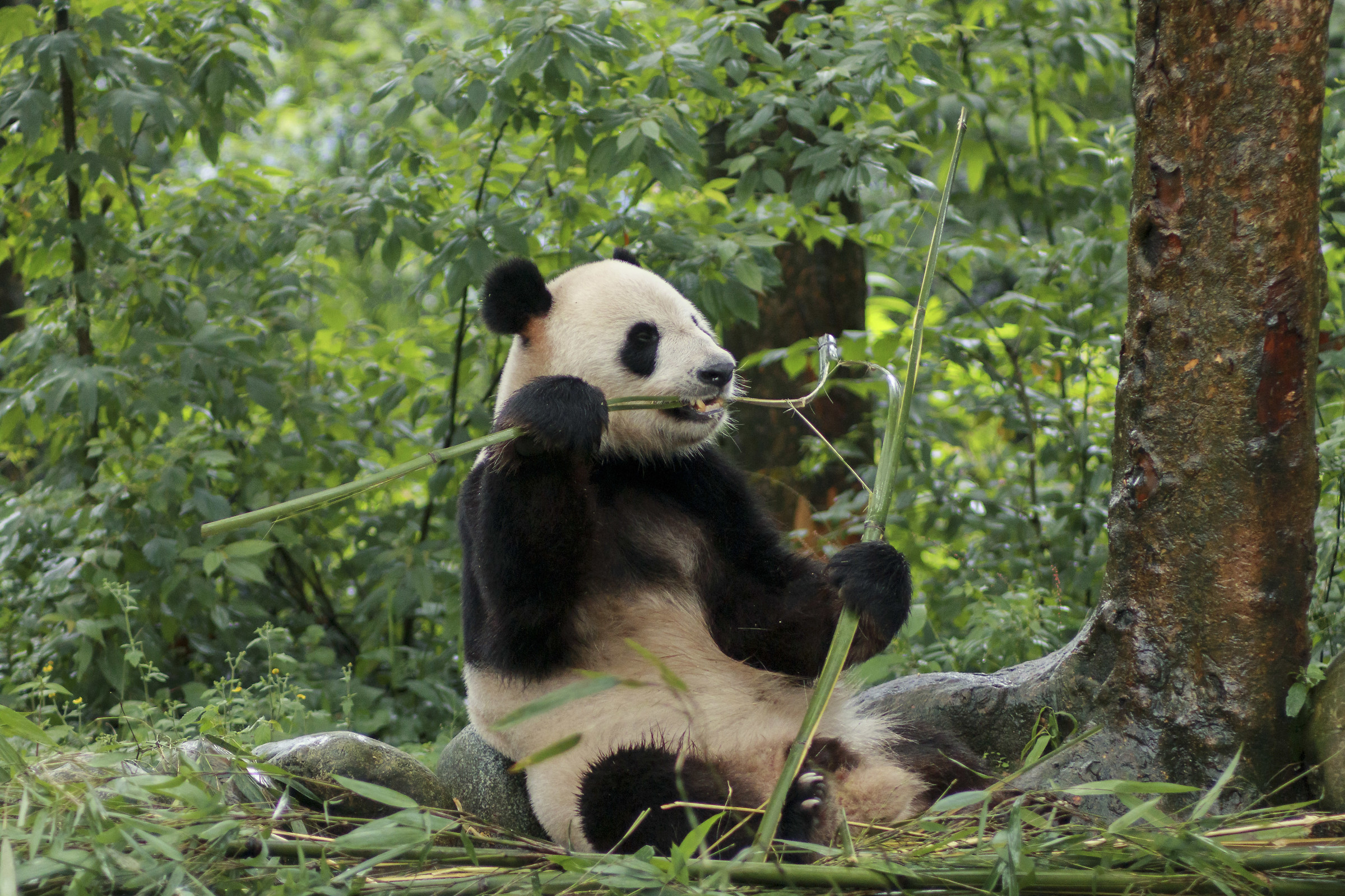 Cina:Sichuan.Panda Gigante