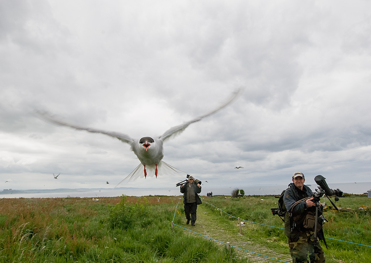 Reportage dalle Farne