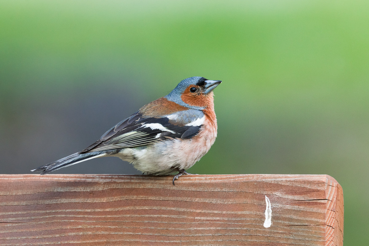 Common male finches...