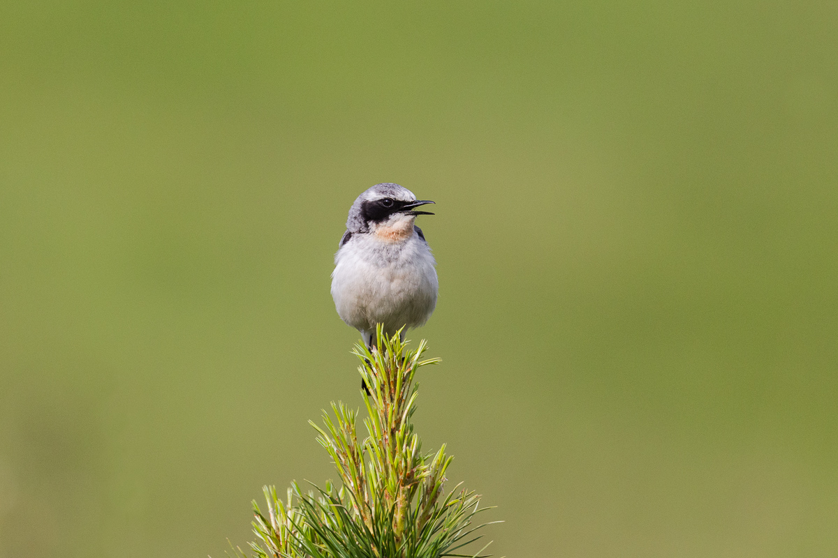 Culbianco (Oenanthe oenanthe)...