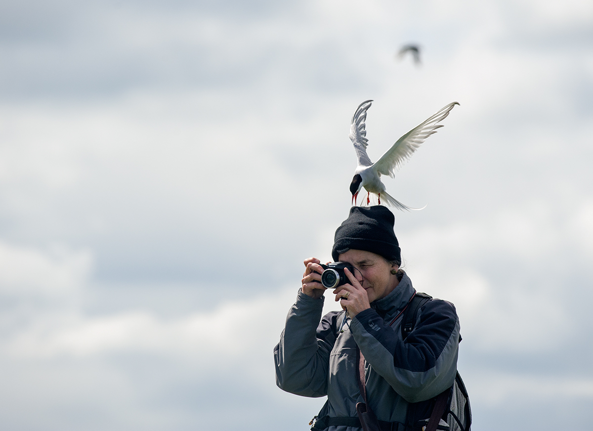 Reportage dalle Farne