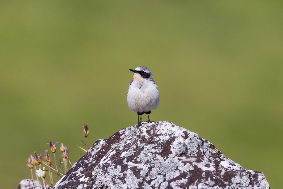 Culbianco (Oenanthe oenanthe) male...
