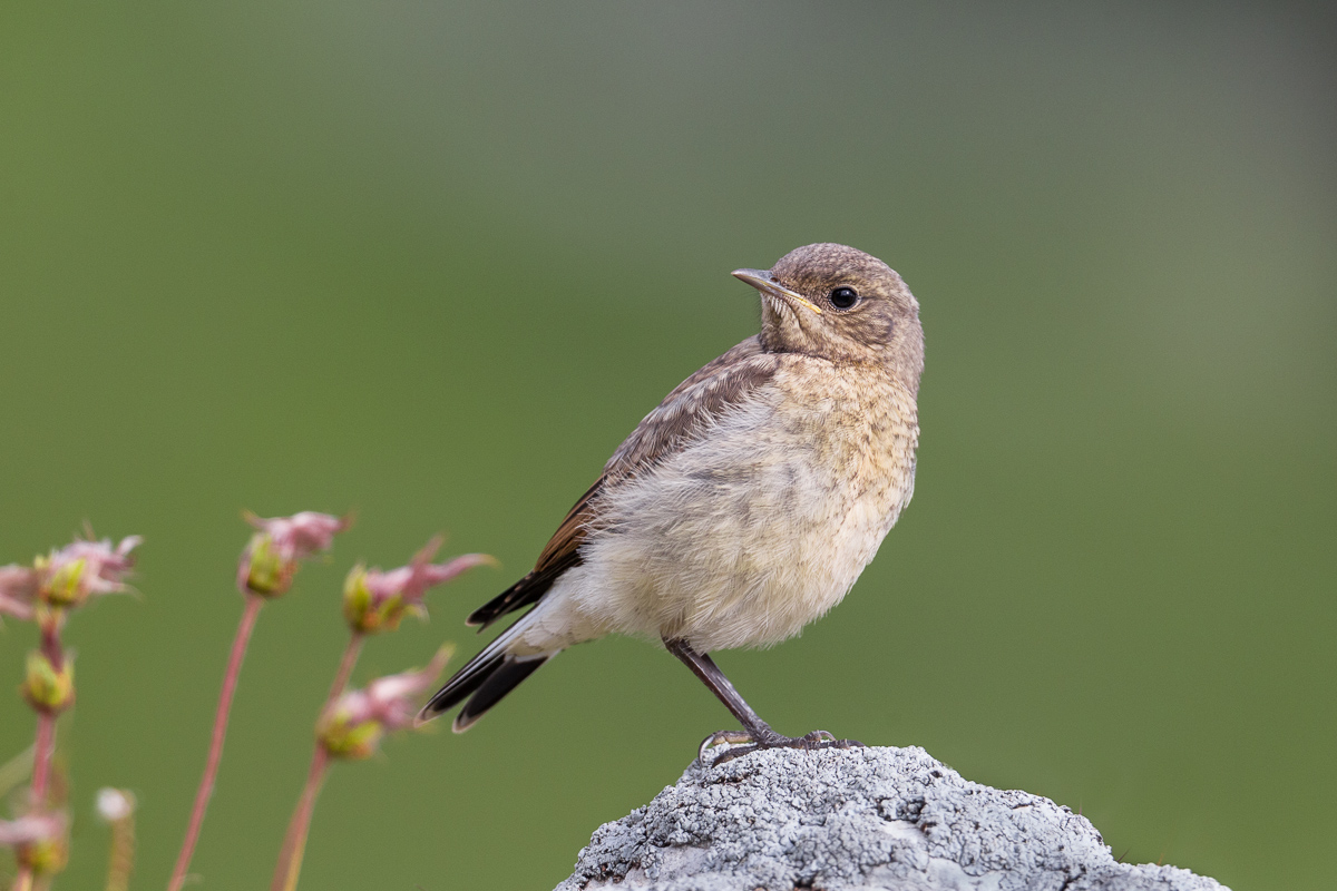 Culbianco (Oenanthe oenanthe) juv. ...