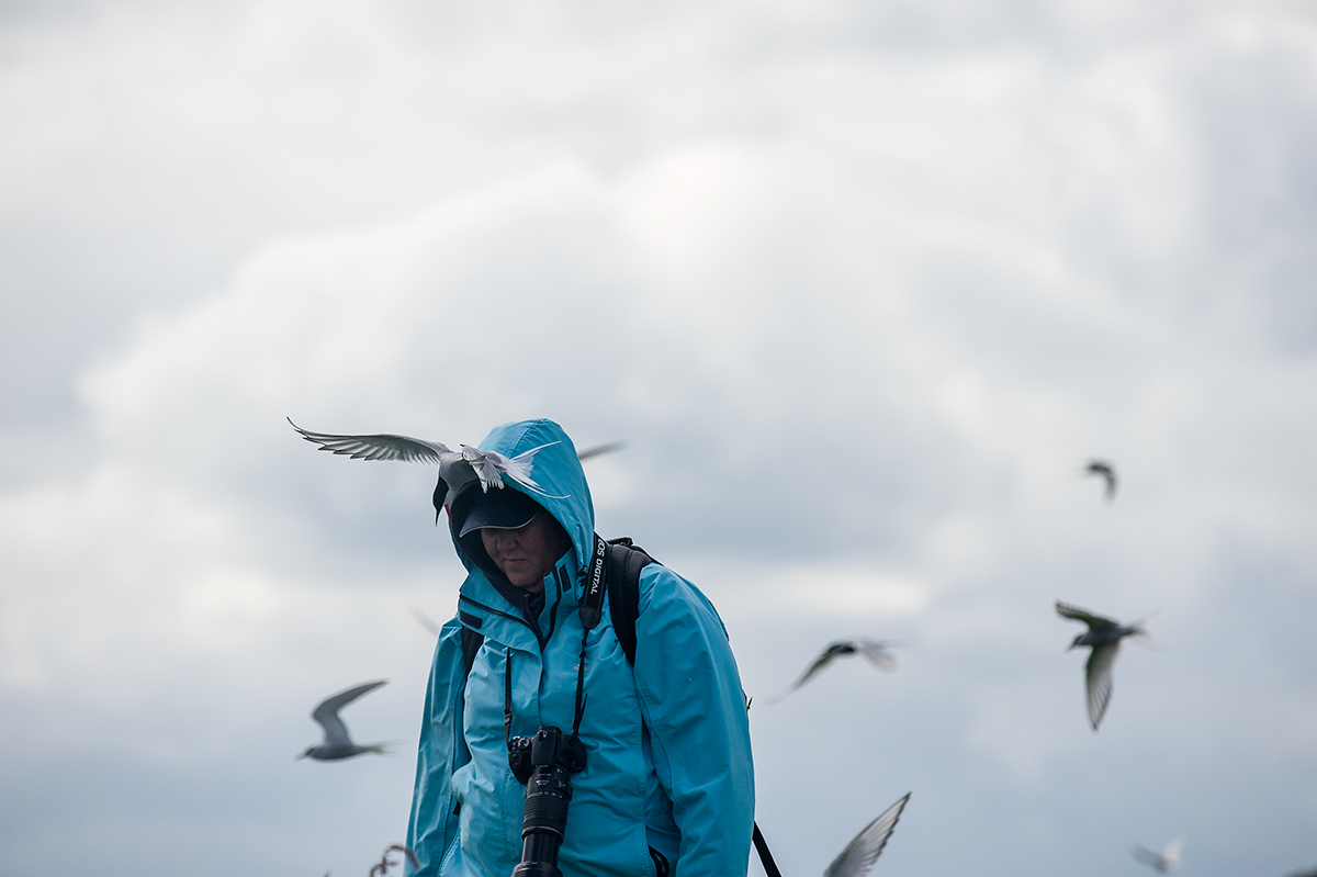Reportage dalle Farne