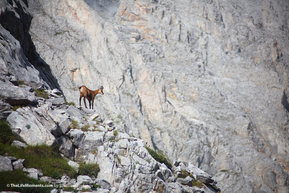 Wild goat near Vihren peak, Pirin Mountain, Bulgaria