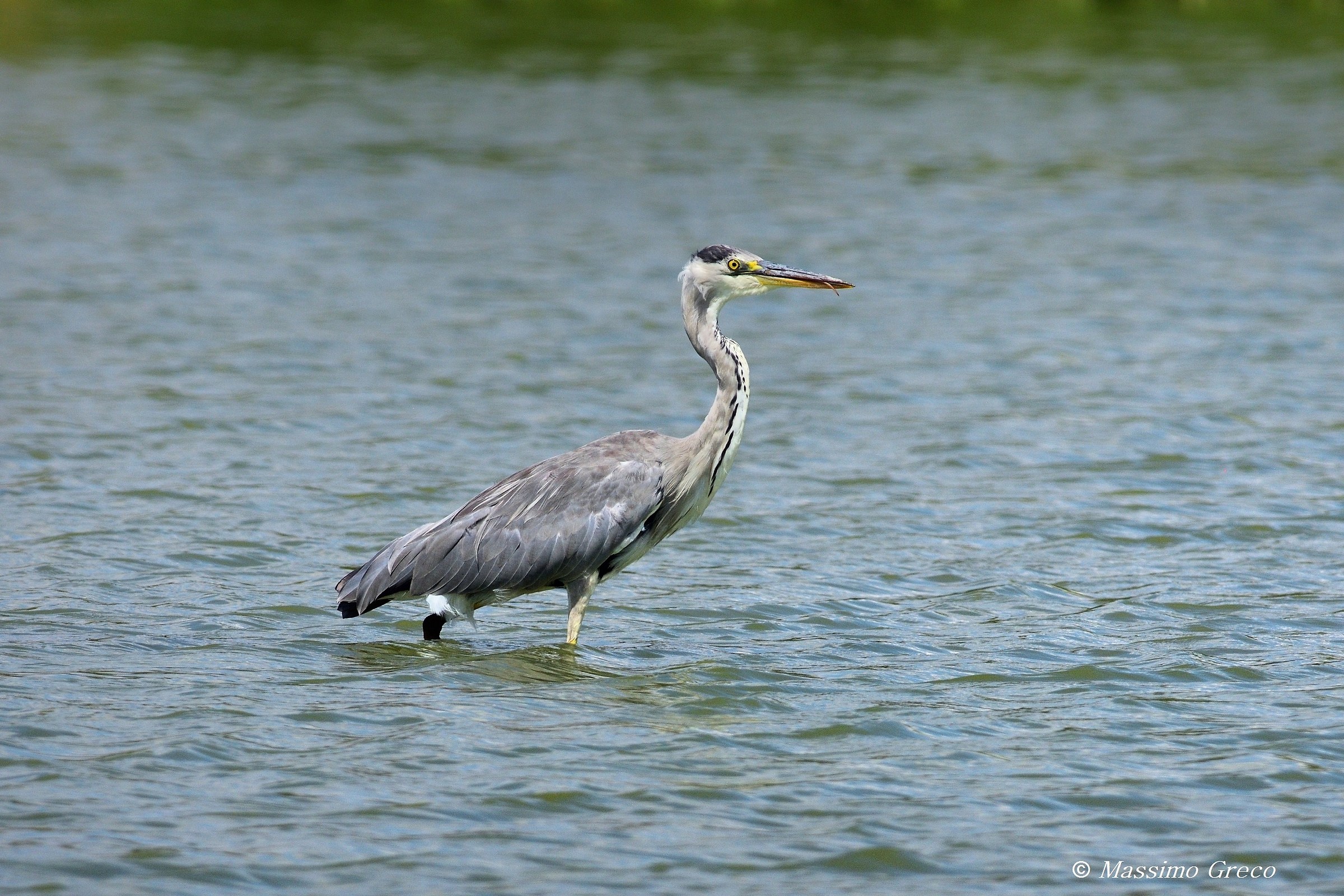 Grey Heron