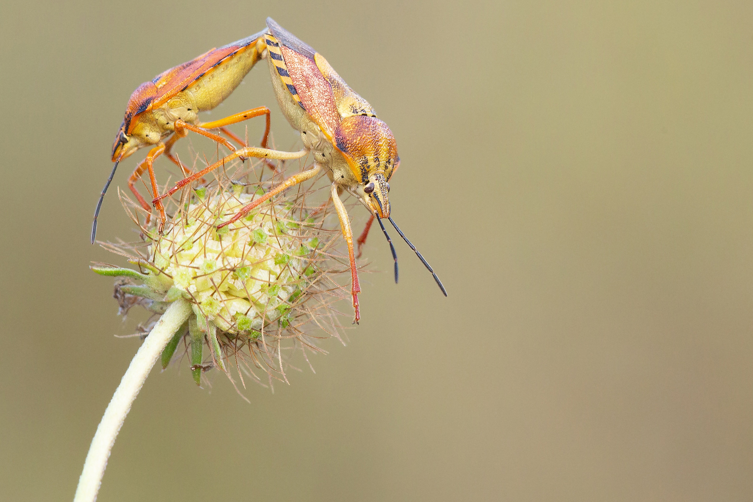 L'amore non ha Limiti - Cimici