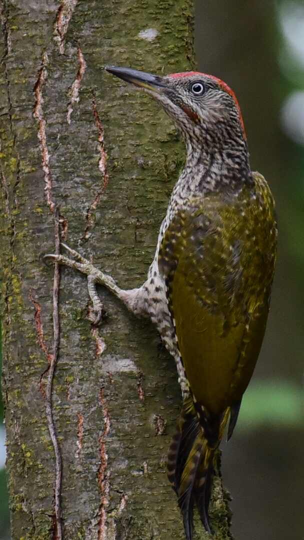 Green Woodpeckers