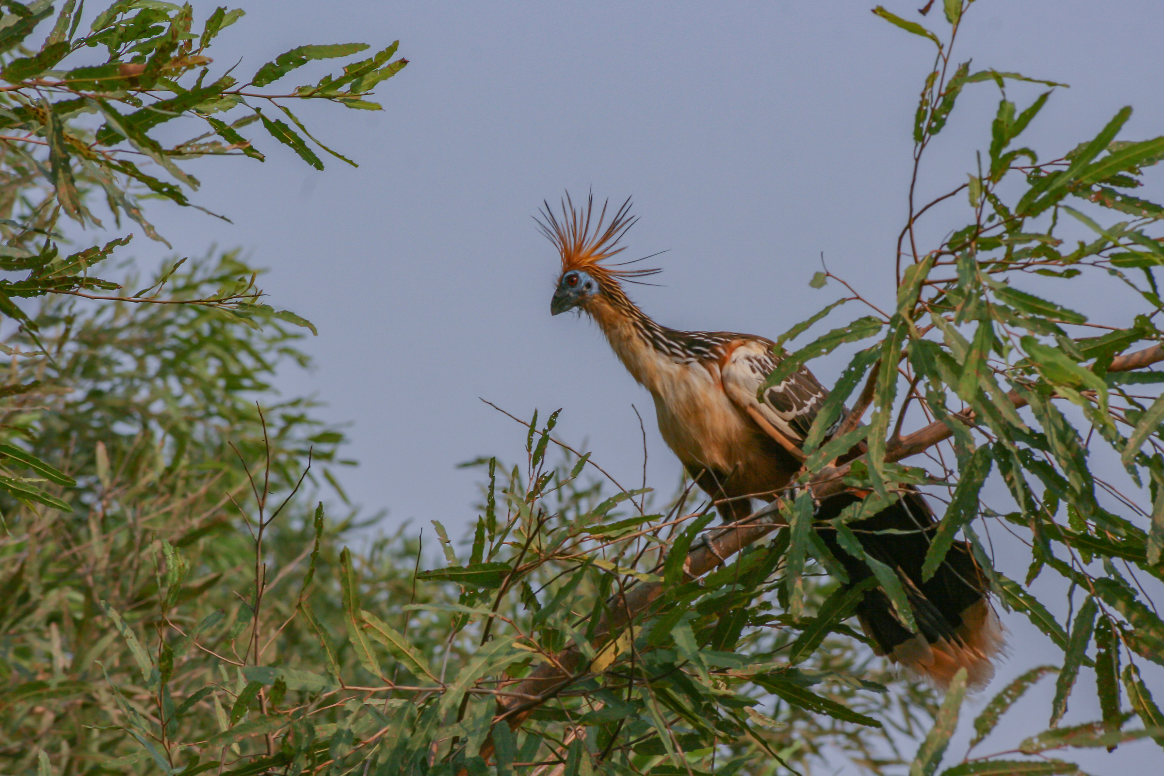 hoatzin (Opisthocomus hoazin)Bolivia Amazonica