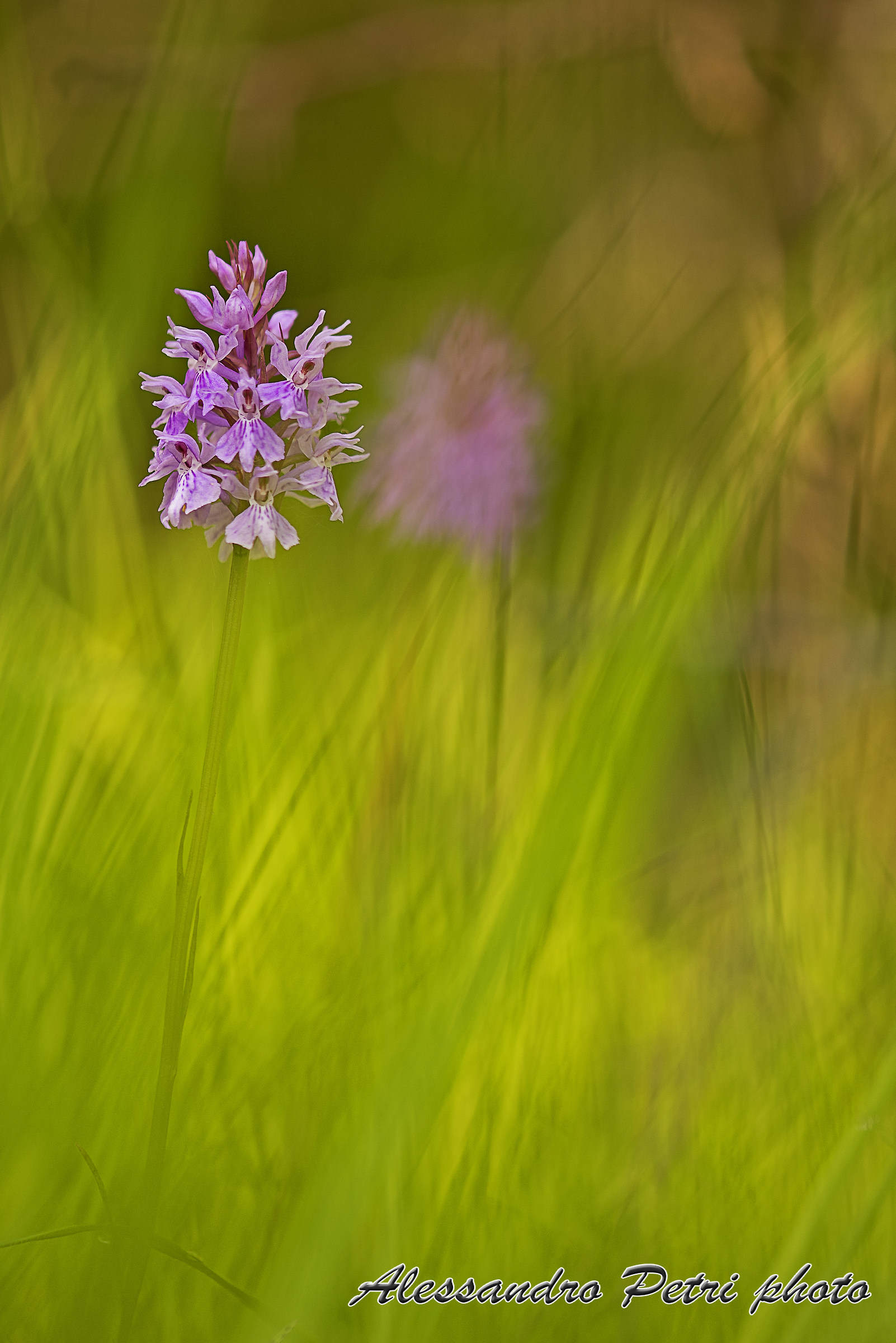 Dactylorhiza maculata
