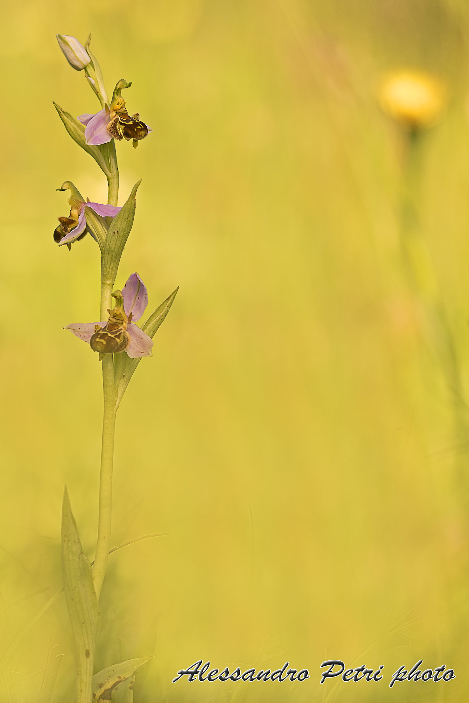 Ophrys apifera