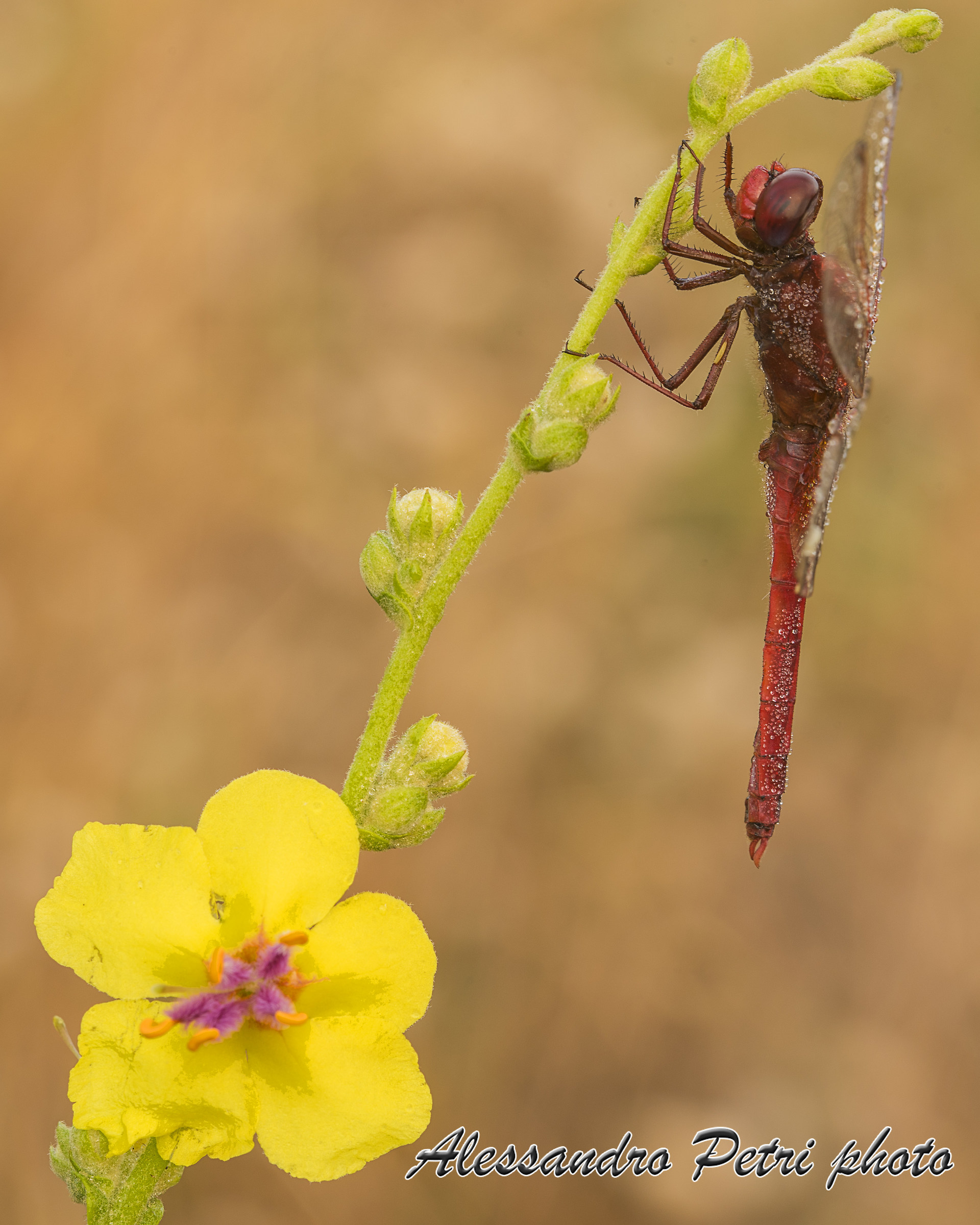 Sympetrum sanguineum