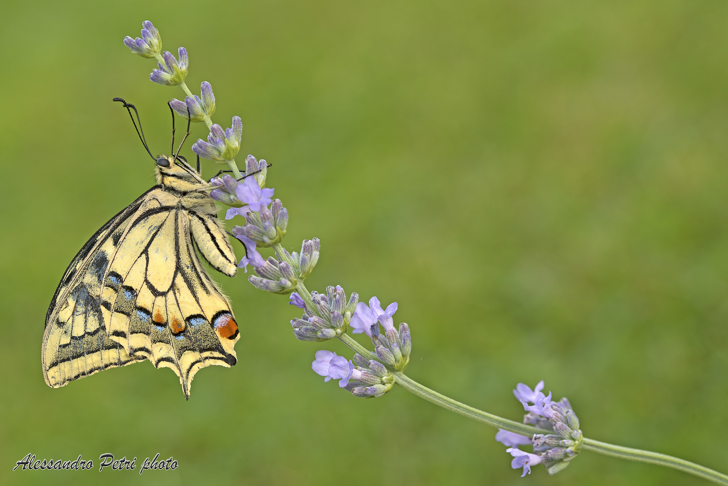 The Papilio machaon