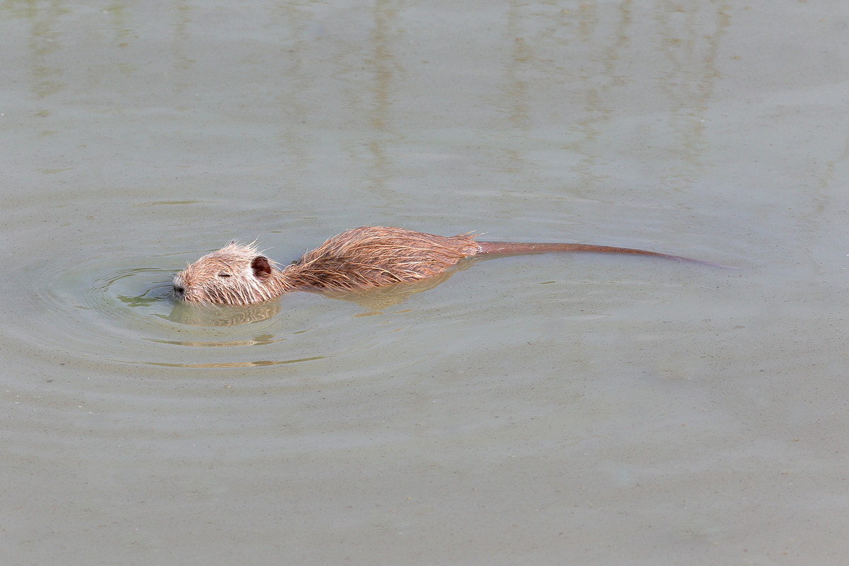Mostro di Loch Ness (nutria)