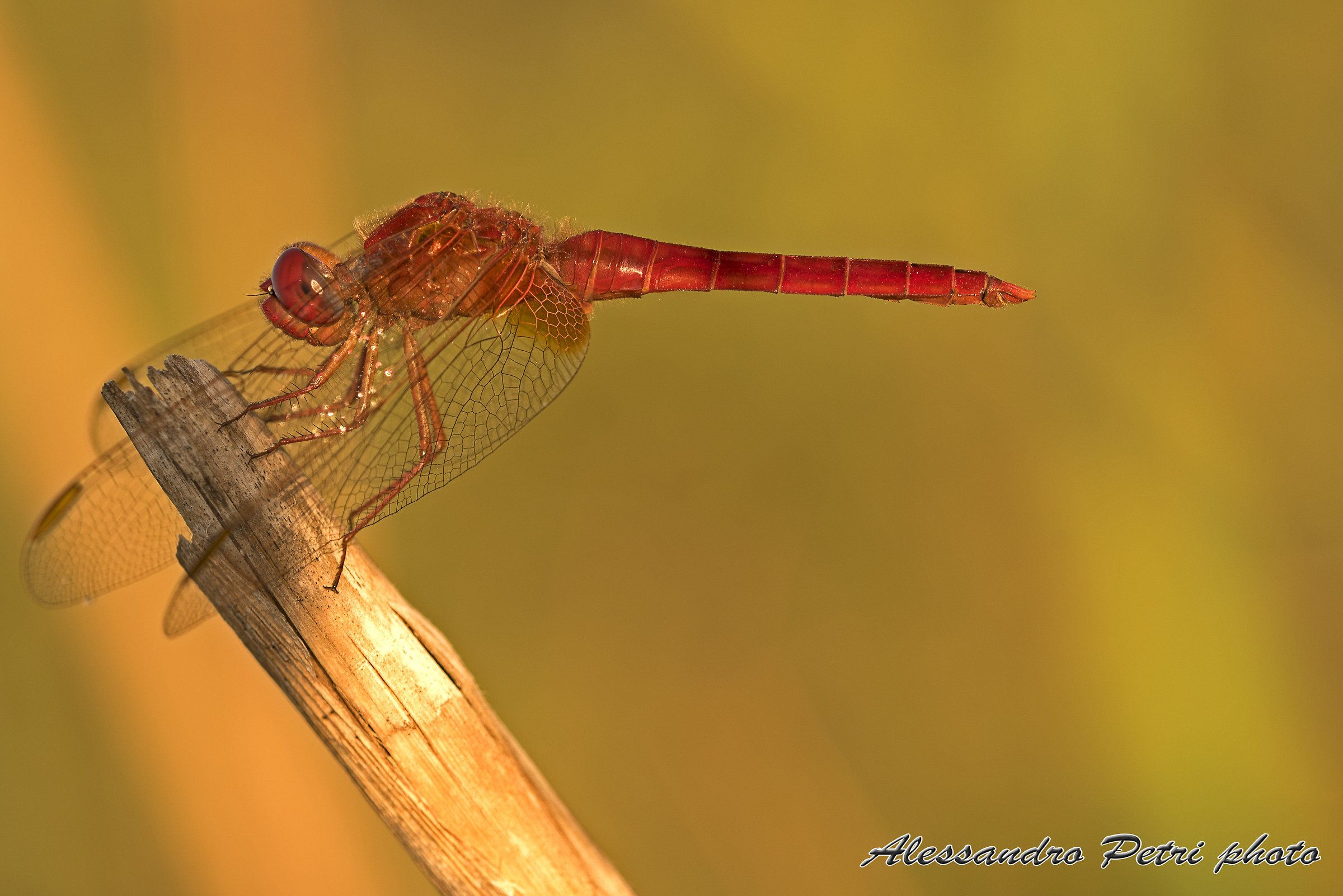 Sympetrum sanguineum