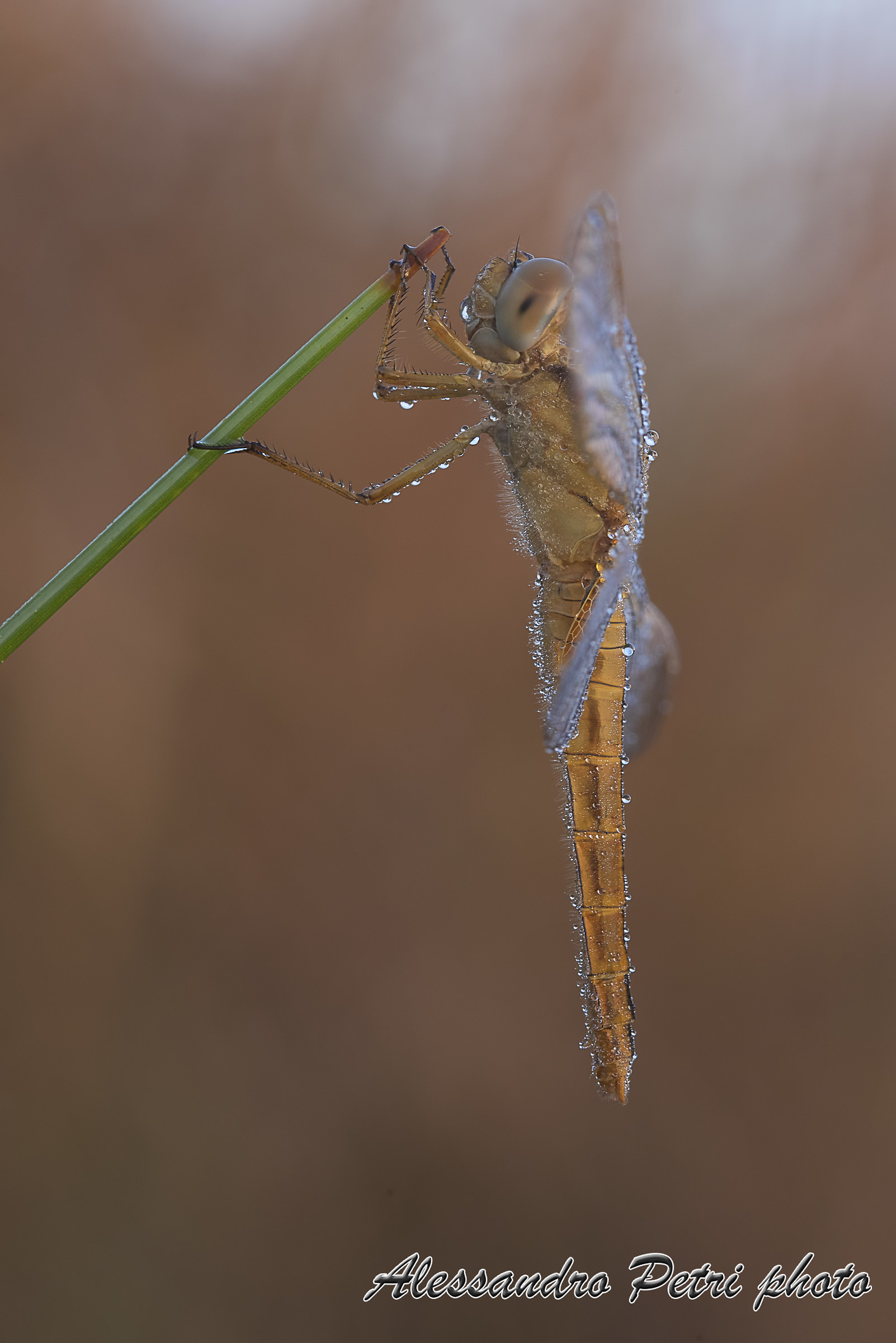 Crocothemis erythraea