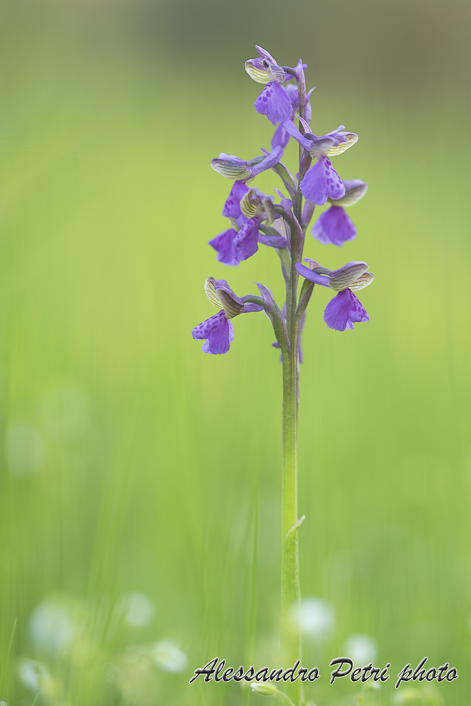 Anacamptis morio