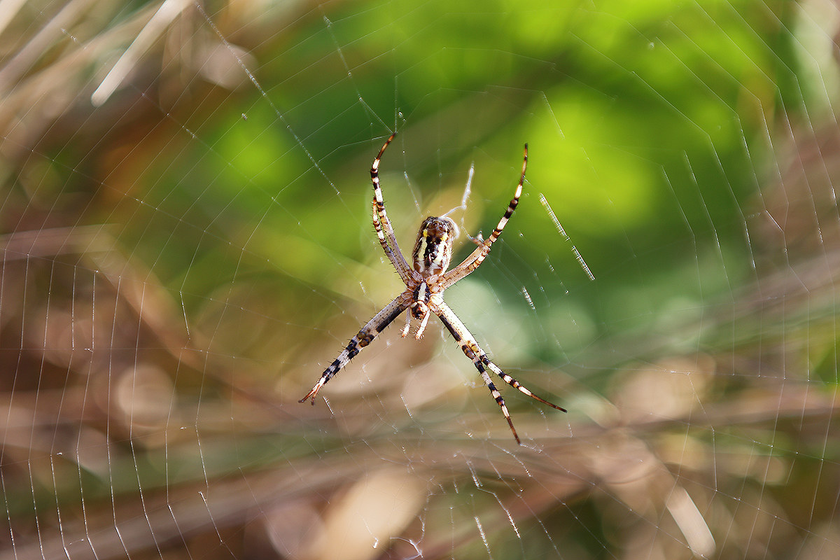 Ragno di campagna? In campagna di sicuro!