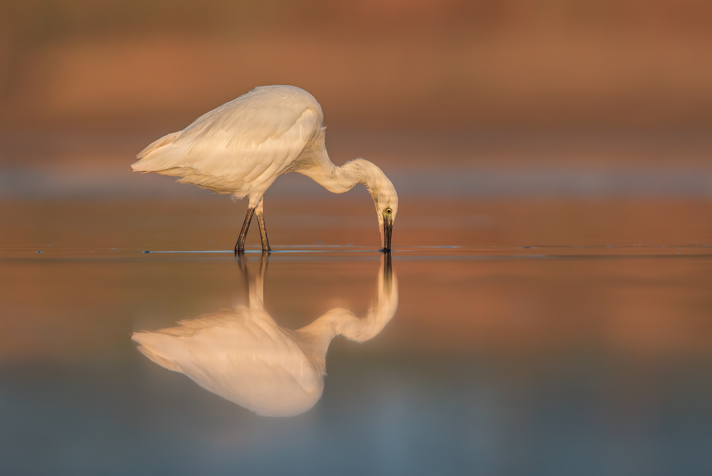 Egret