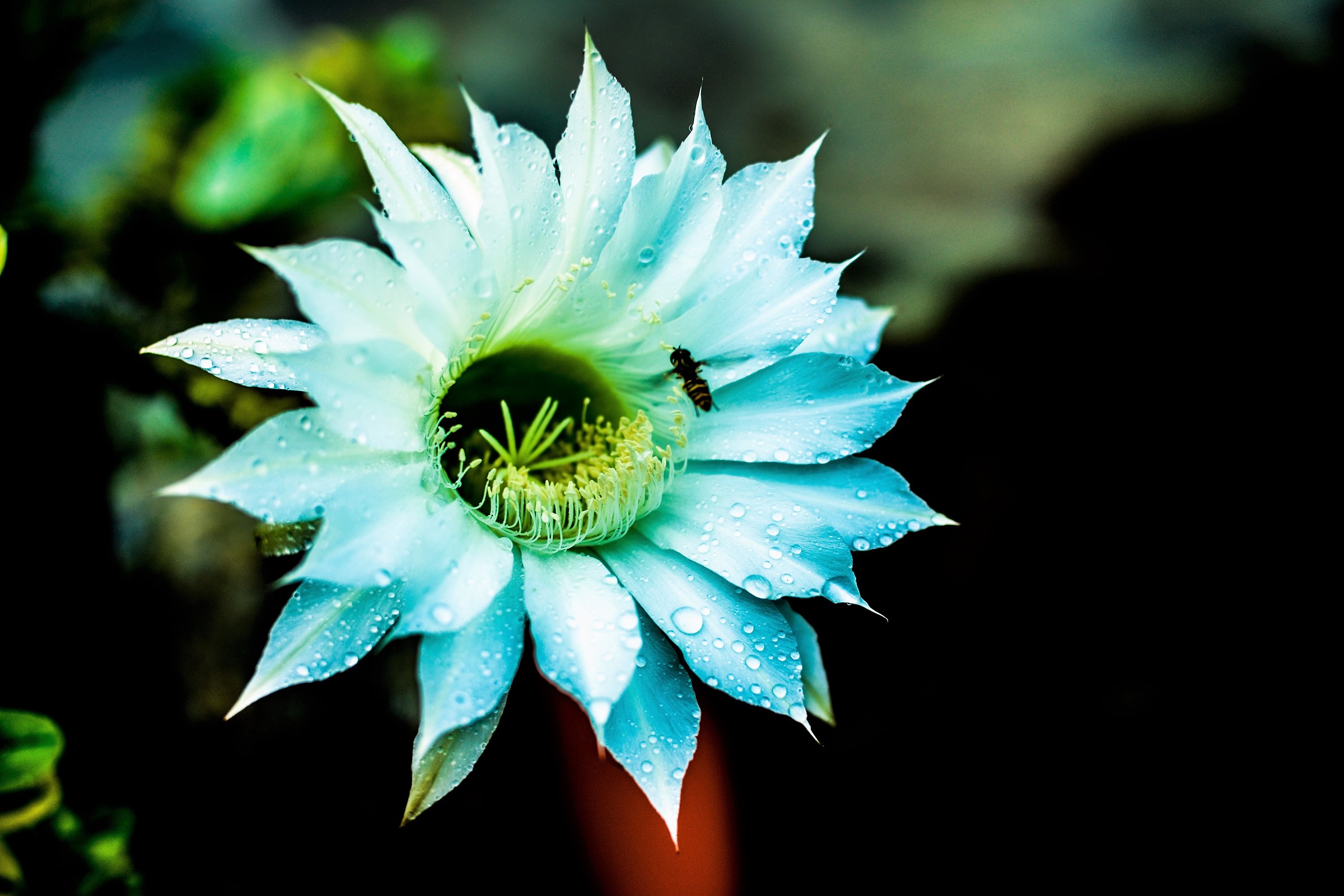 Flower of my cactus in the morning. Live only one day