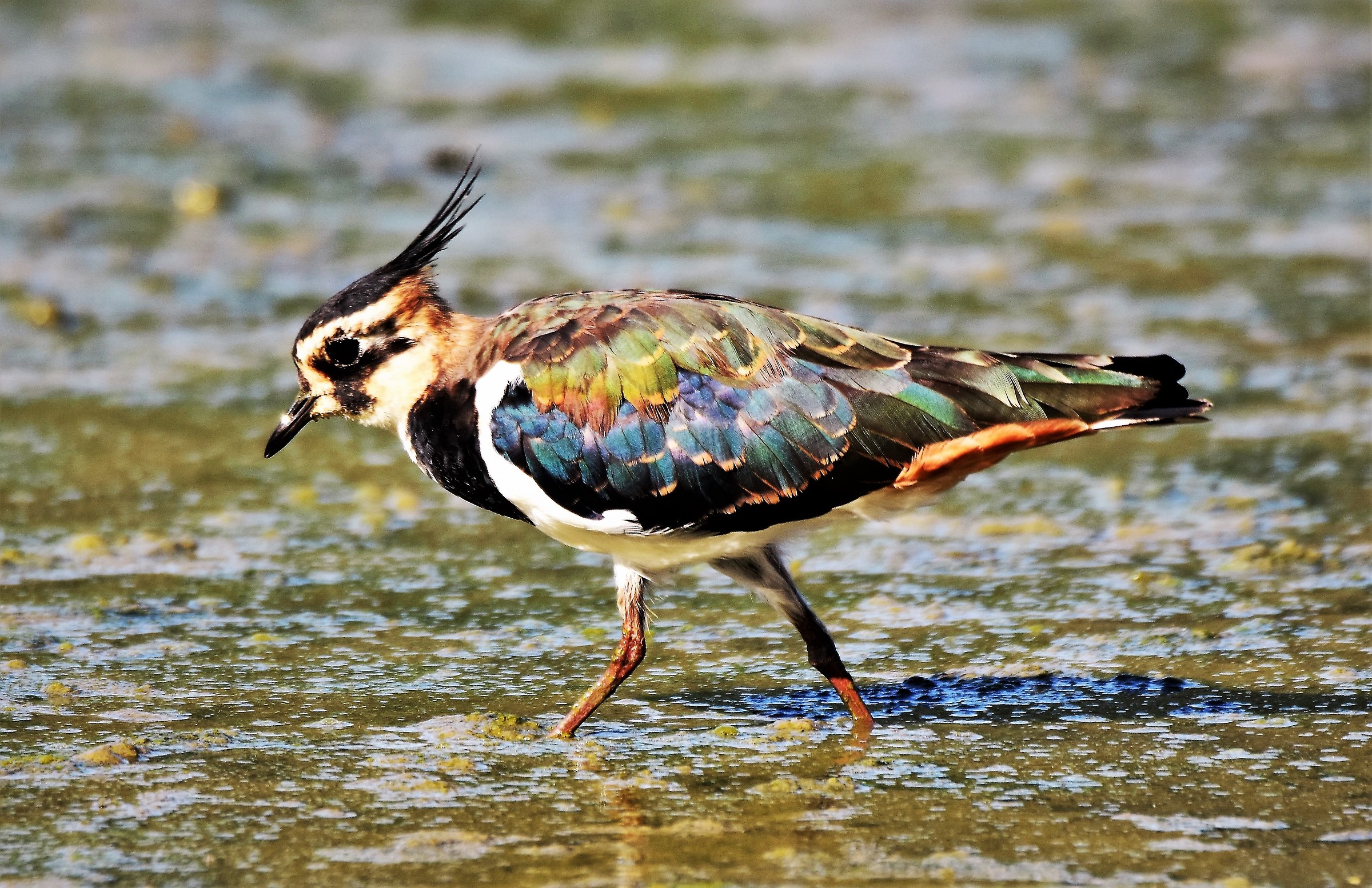 I colori della Pavoncella