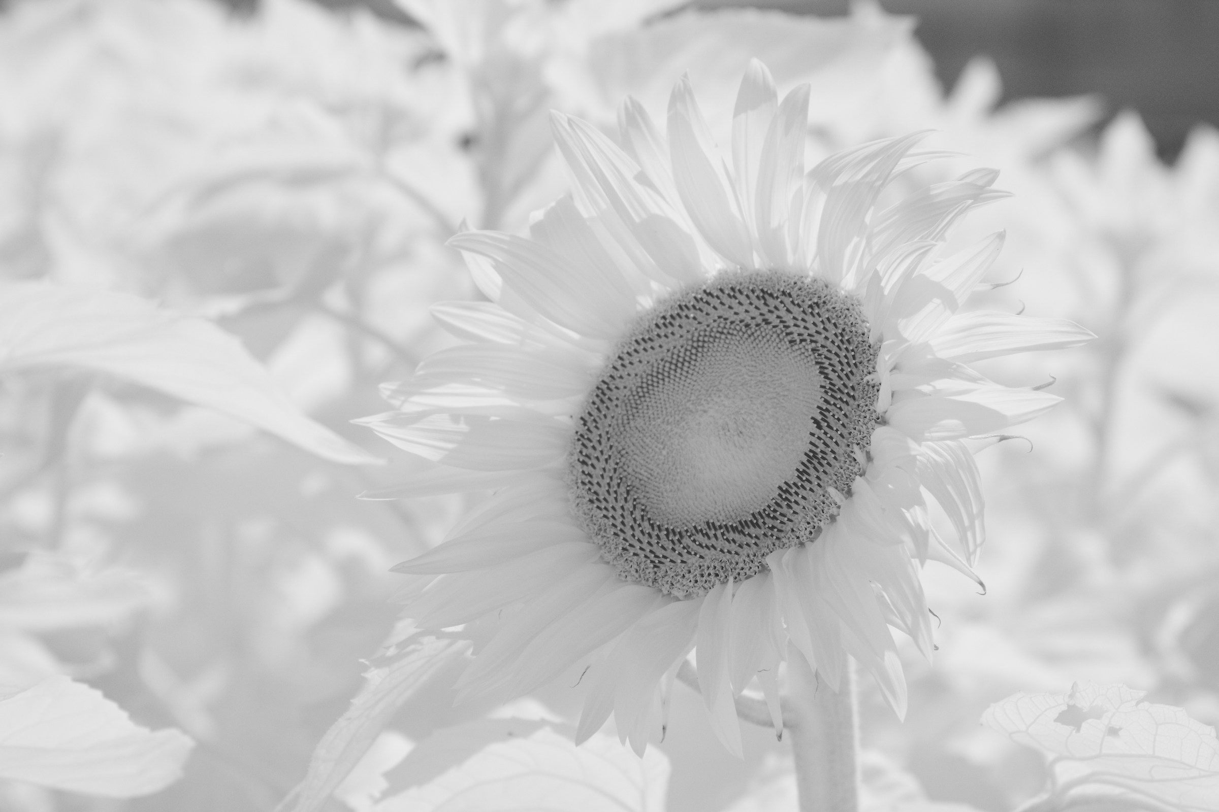 Pistillo del girasole