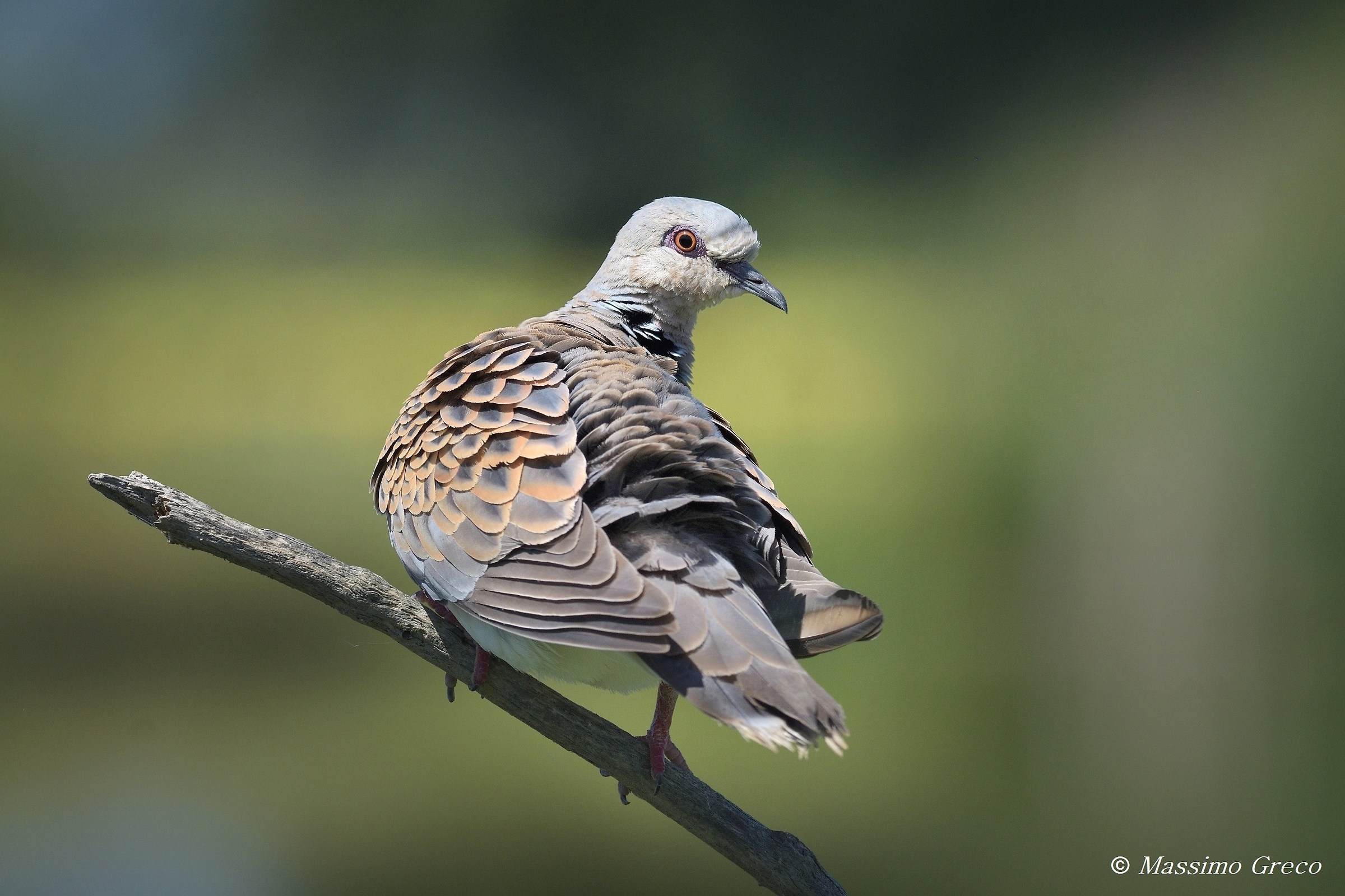 Wild Dove