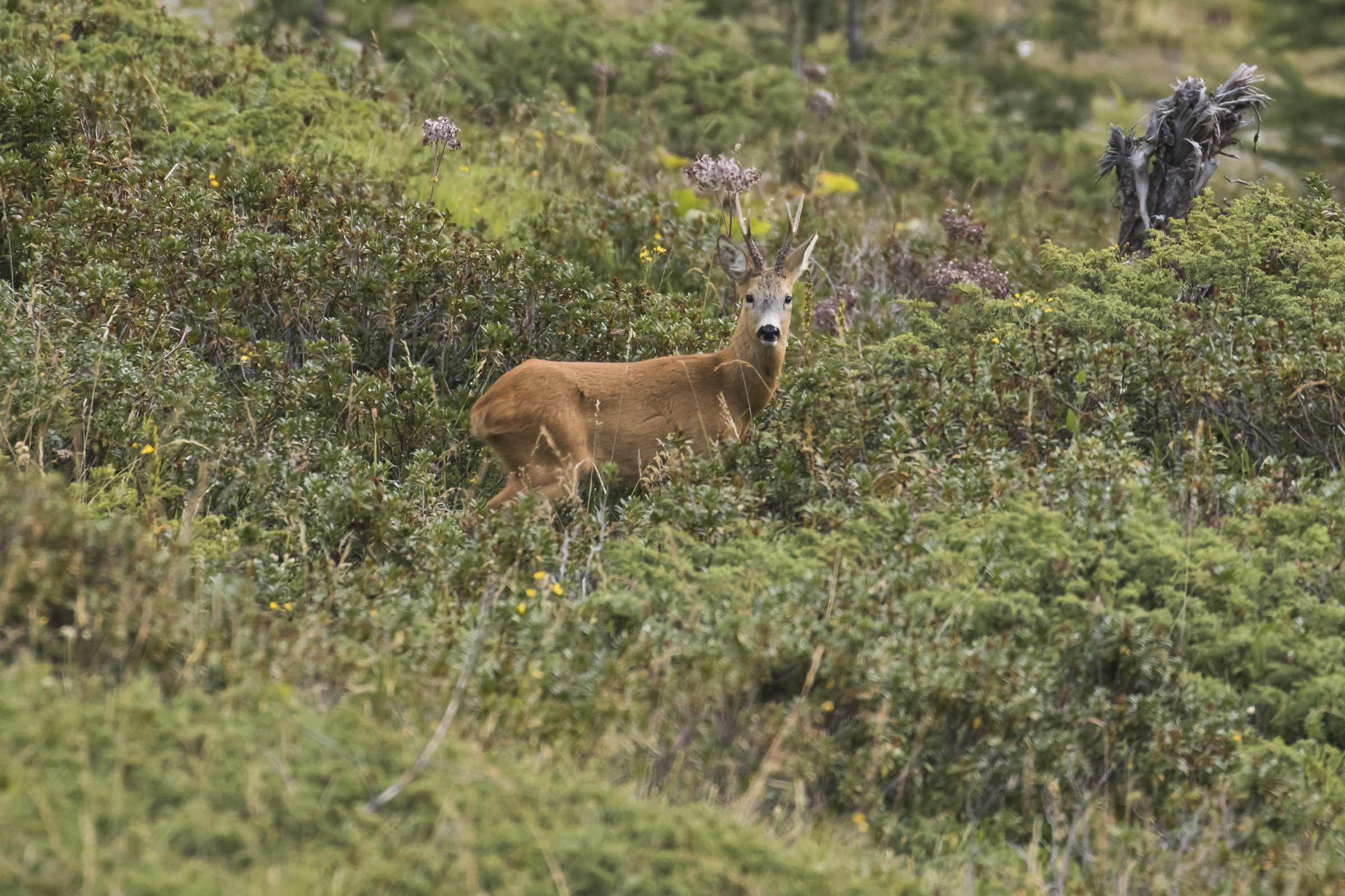 Incontri alle prime luci dell'alba
