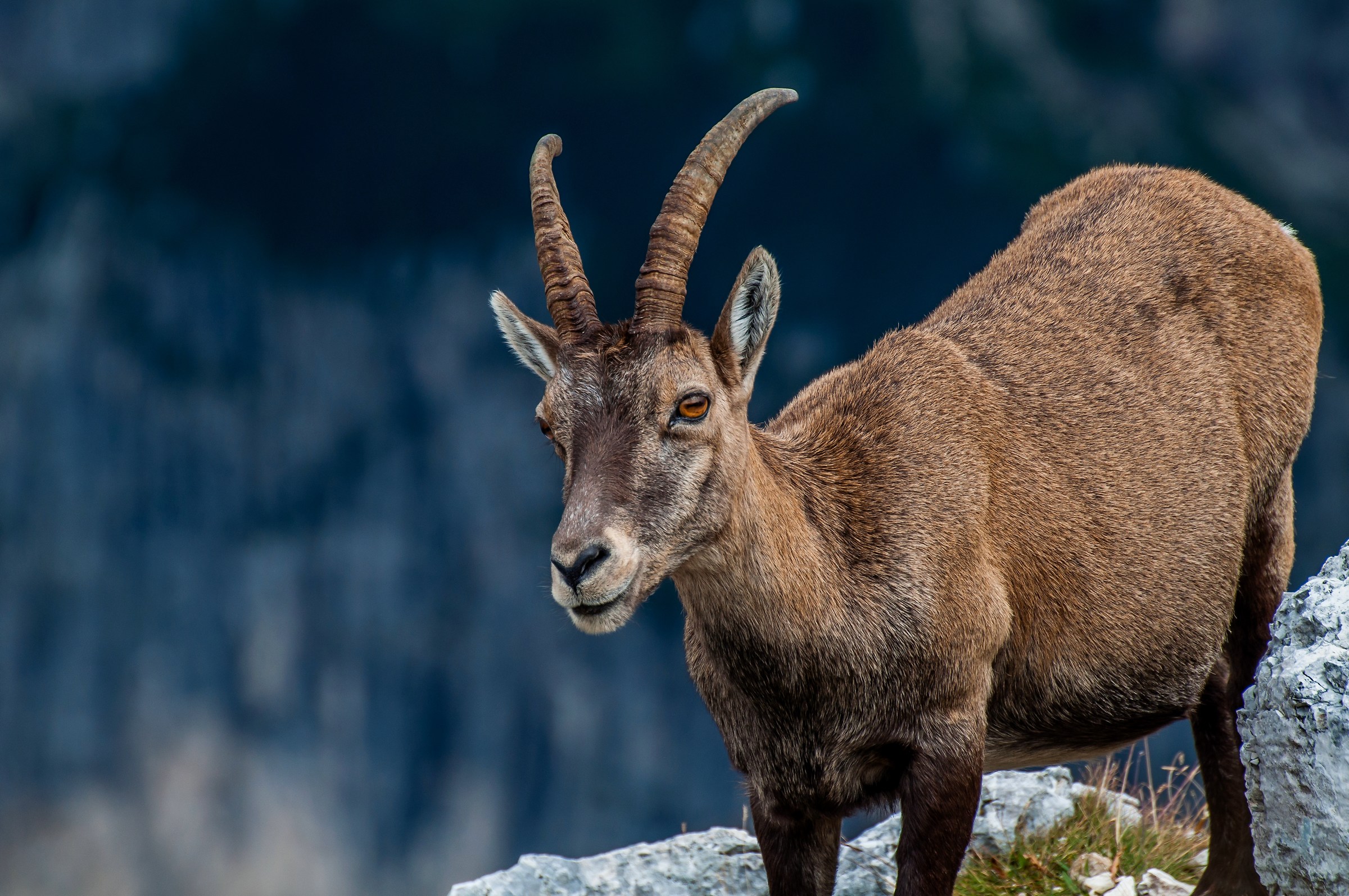 Ibex