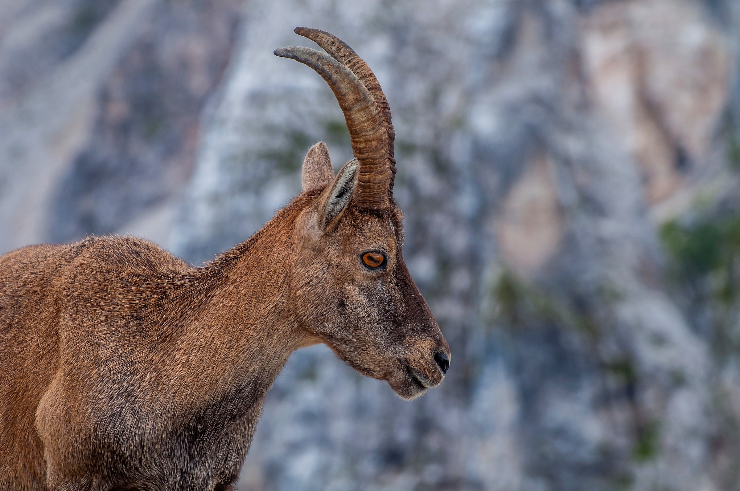 Ibex