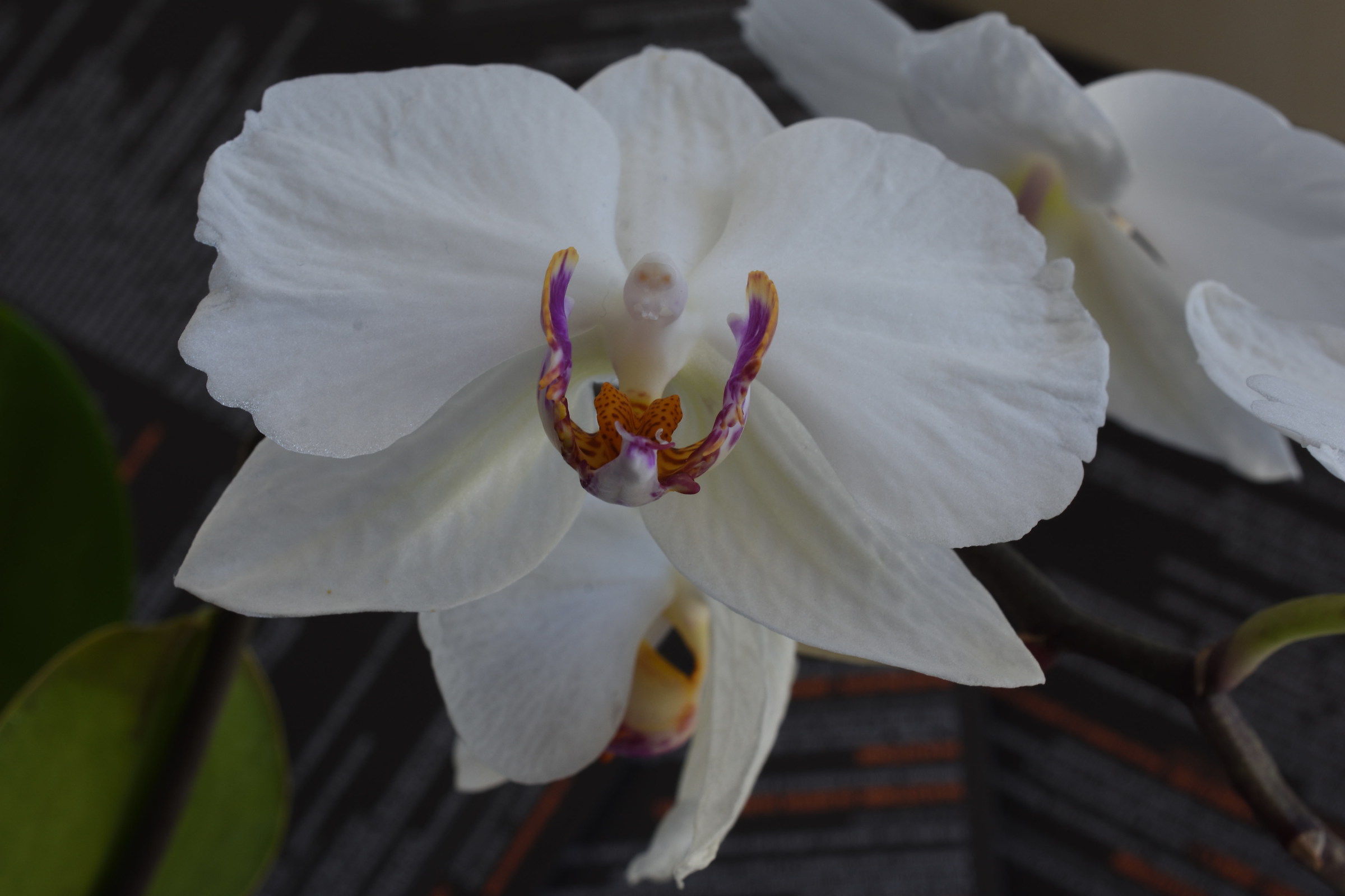 White Orchid