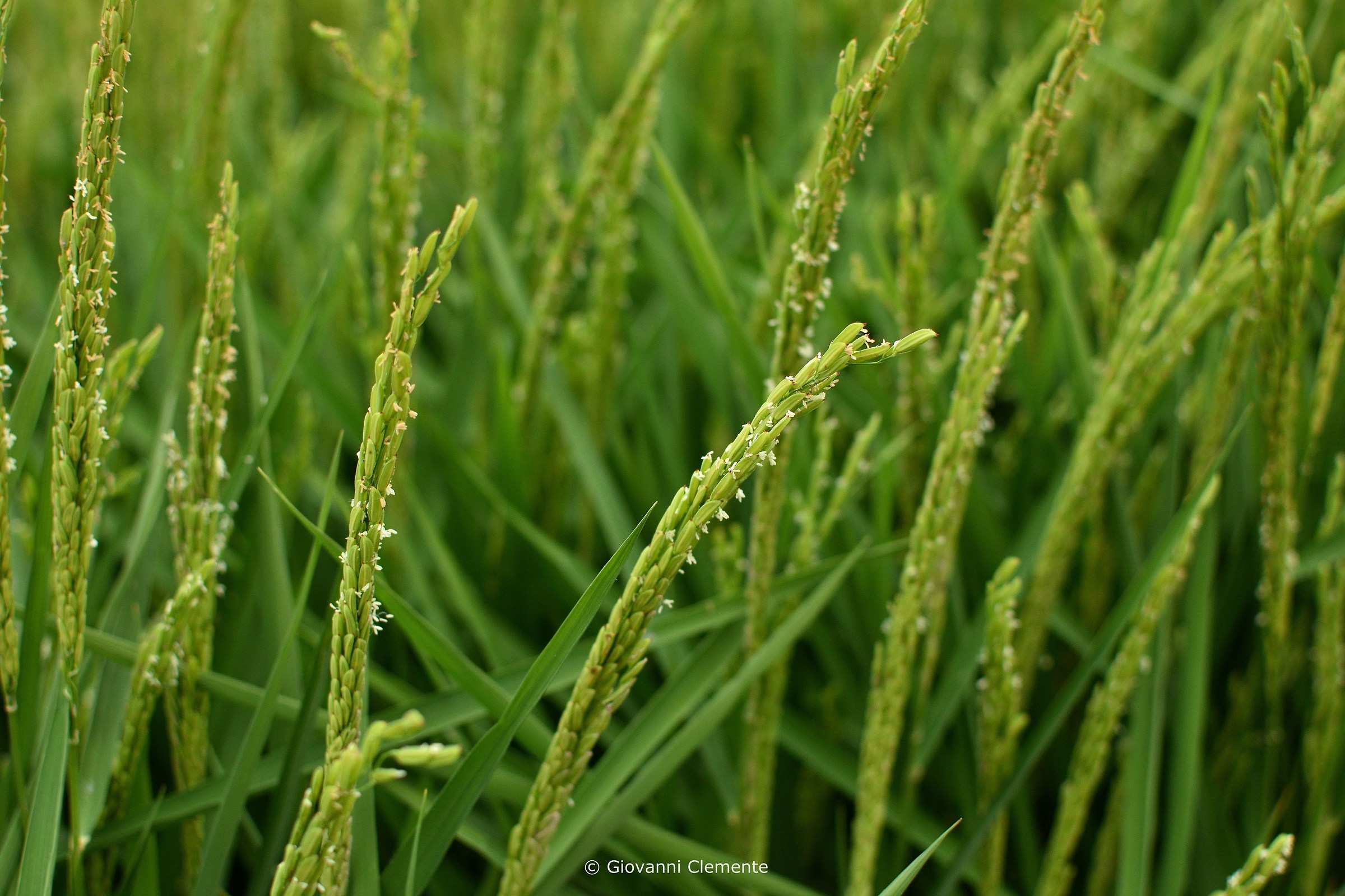 Flowering Paddy Indica