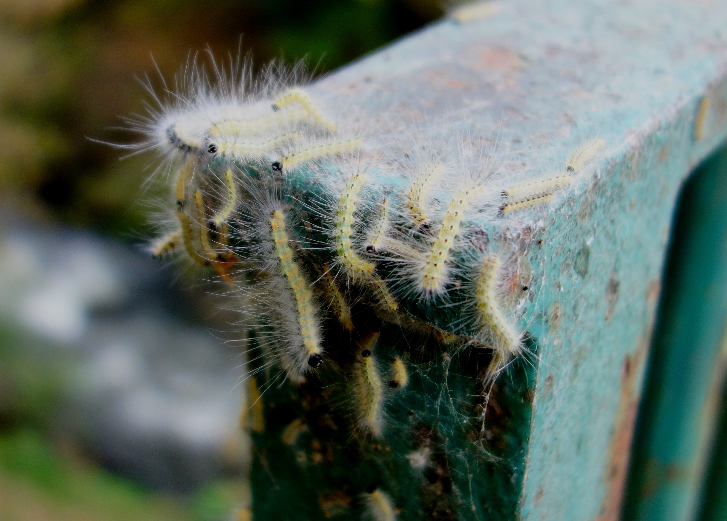 American Caterpillar